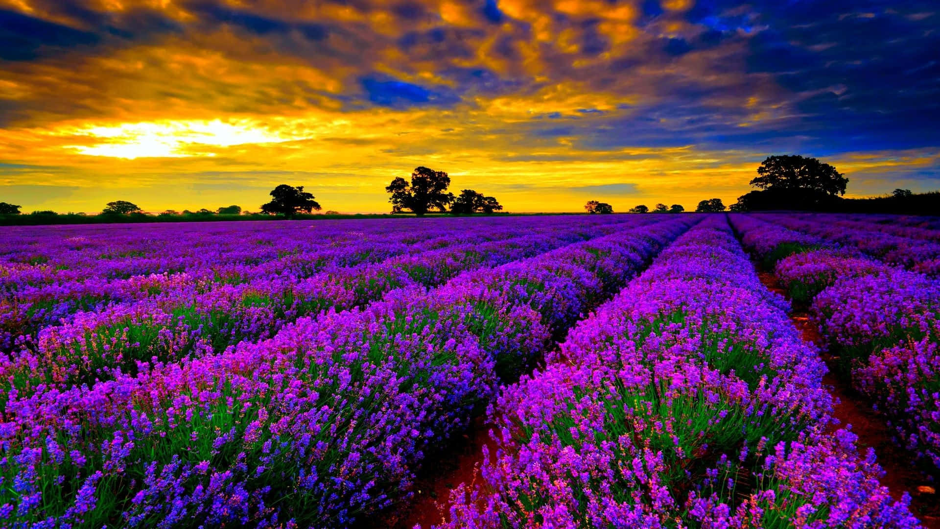 campo de lavanda al atardecer Fondos de pantalla