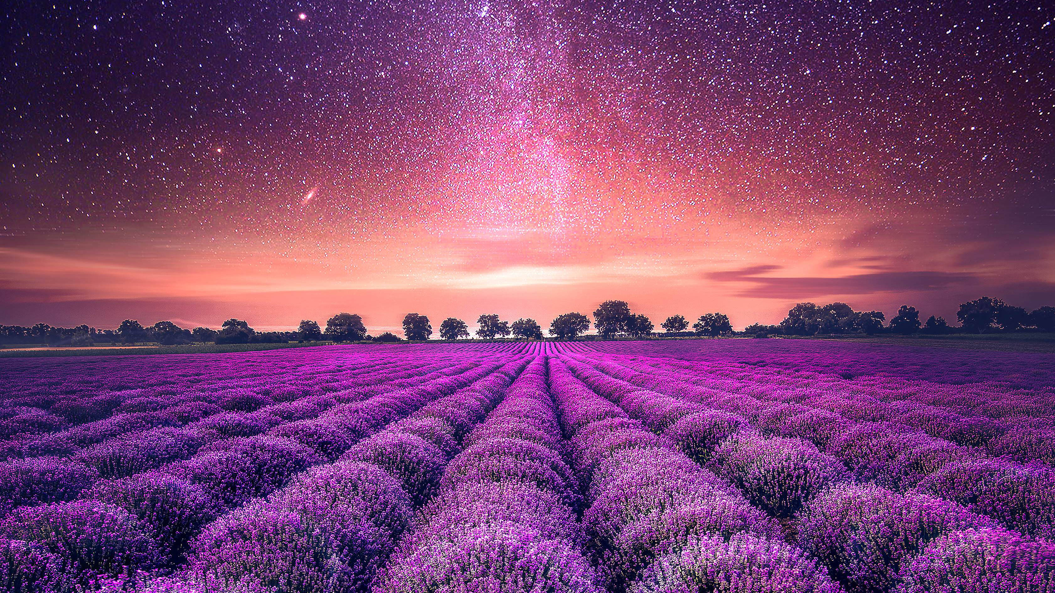 Campo de Lavanda Estético y Estrellas Fondos de pantalla
