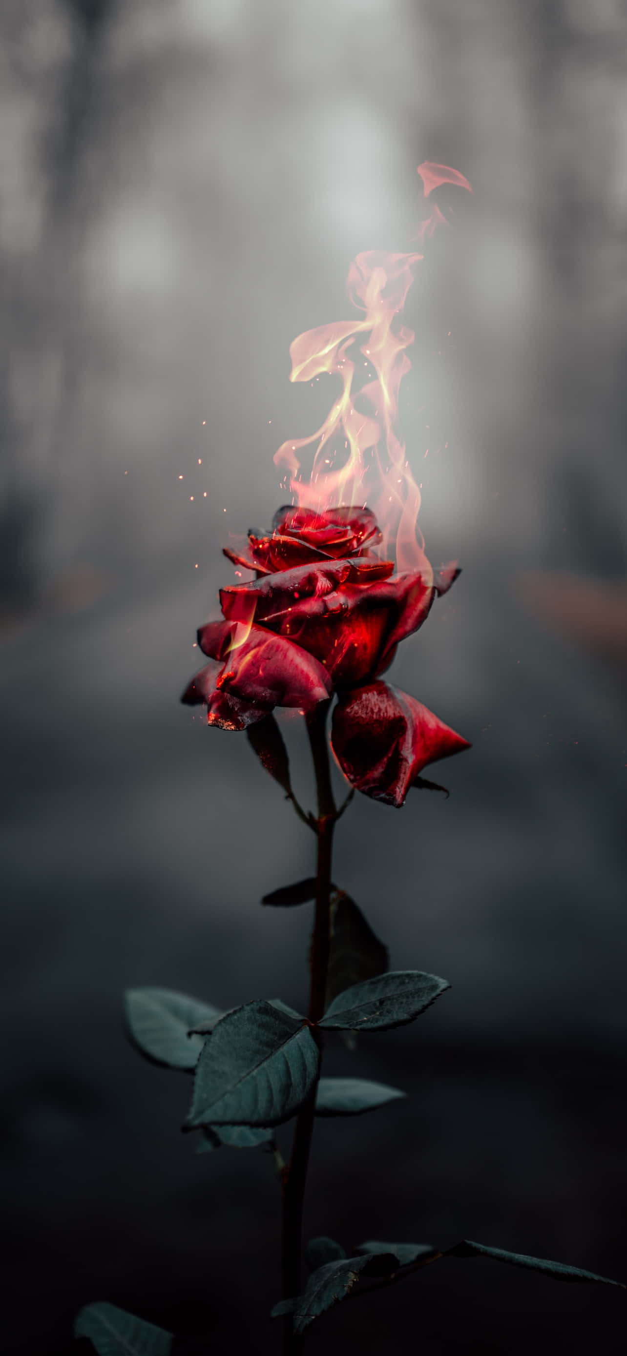 Campo encantador de rosas Fondos de pantalla