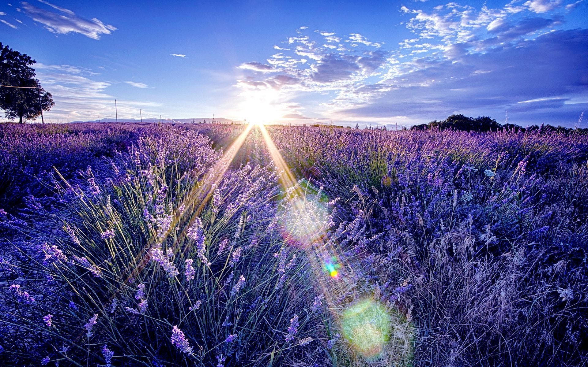 Campo Estético de Lavanda y el Amanecer Fondos de pantalla