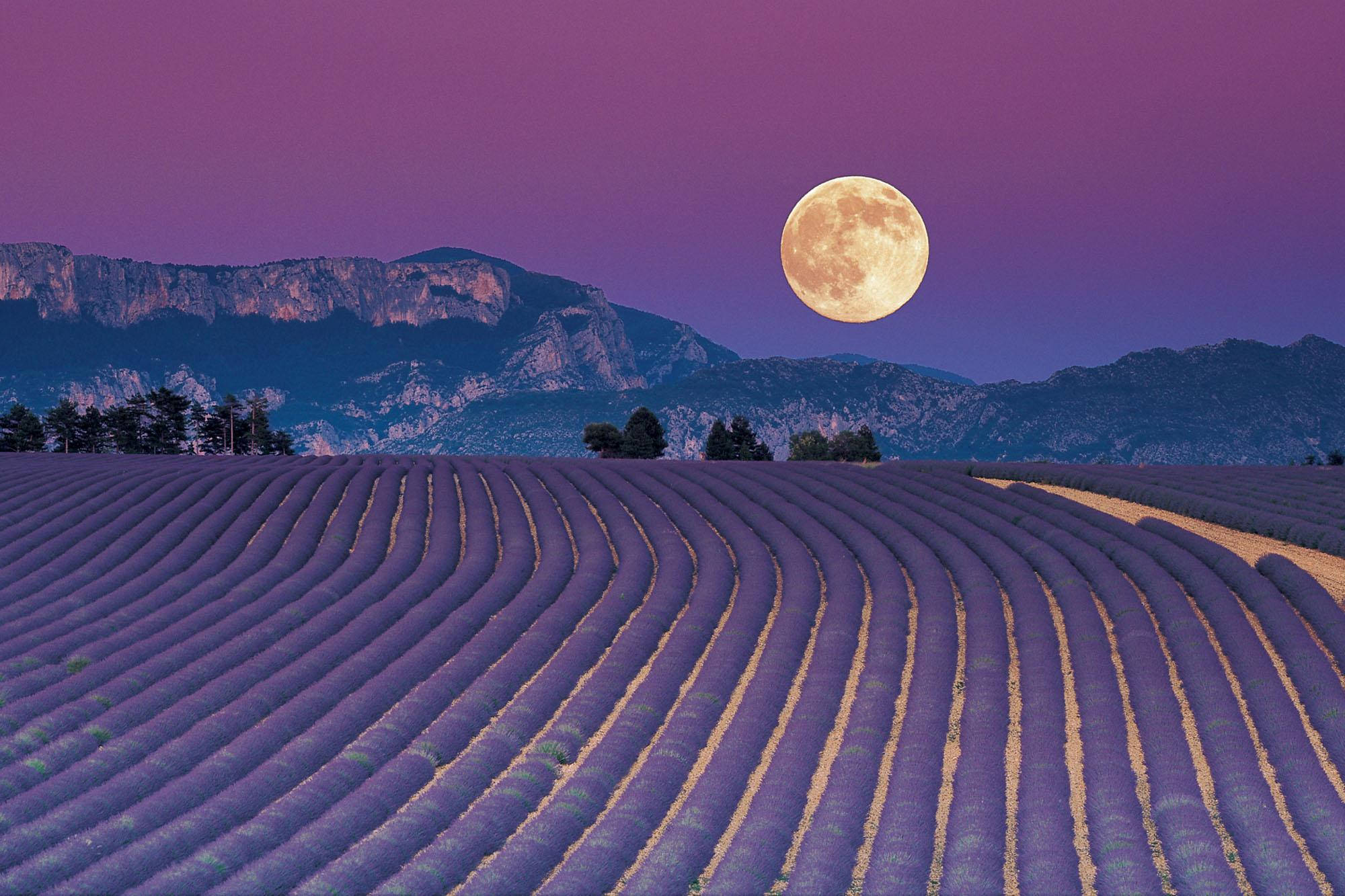 Campo estético de lavanda y luna llena Fondos de pantalla