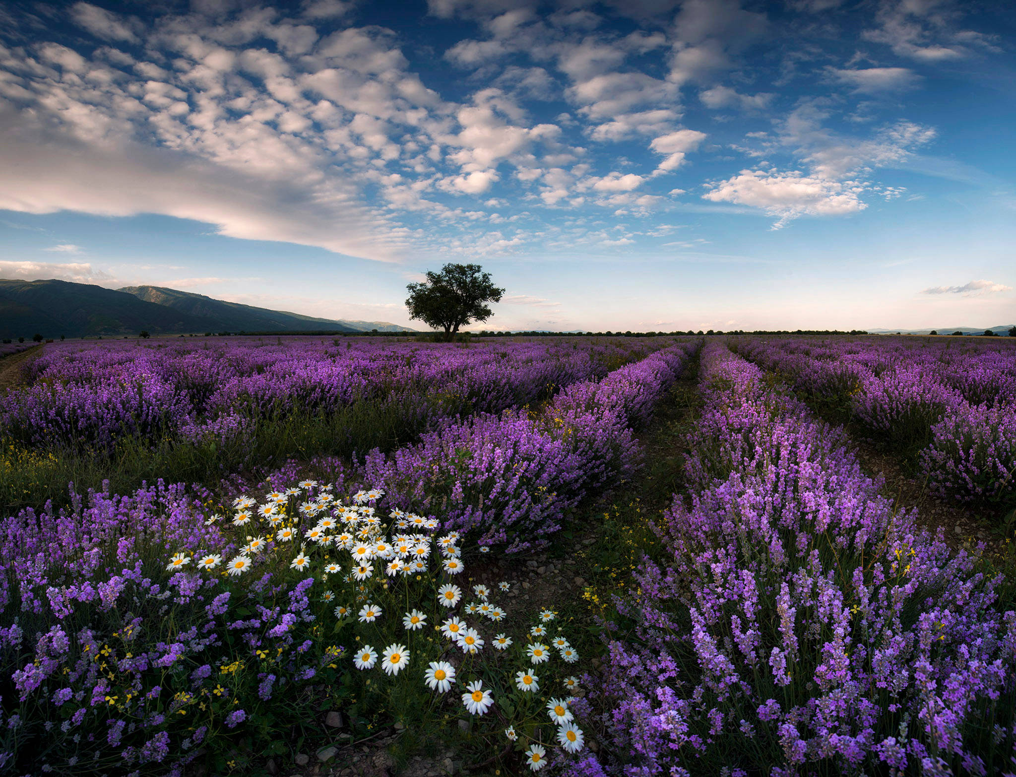Campo Estético de Lavanda y Margaritas Fondos de pantalla