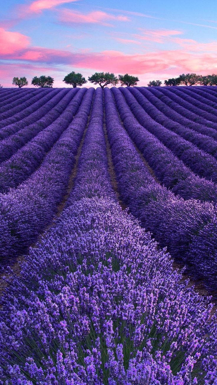Campo estético de lavanda, árboles y nubes rosadas Fondos de pantalla
