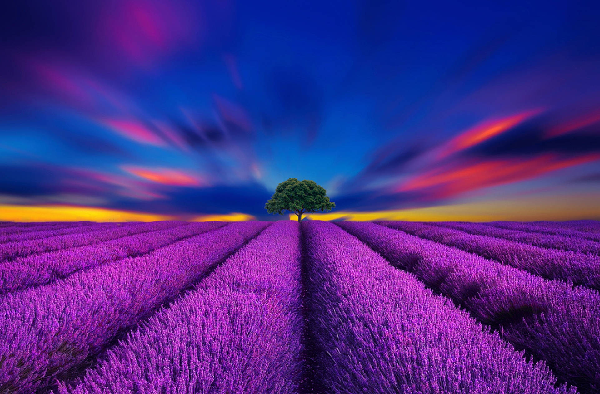 Campo Estético de Lavanda y Cielos Azules Vibrantes Fondos de pantalla