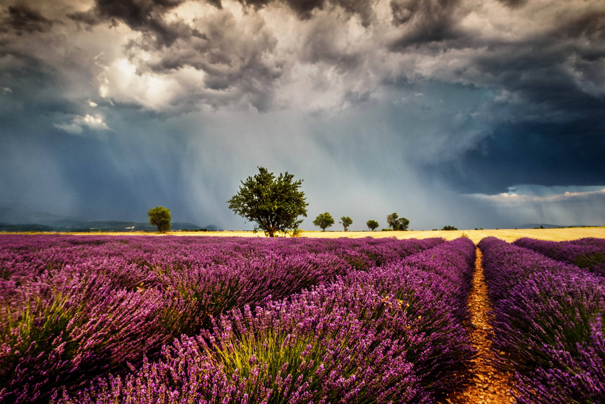 Campo Estético de Lavanda y Nubes de Lluvia Fondos de pantalla