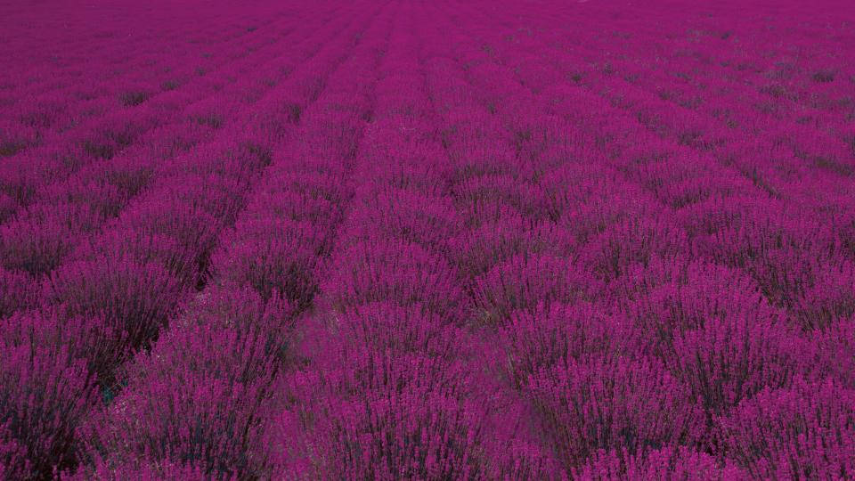 Campo extenso de arbustos de lavanda estética Fondos de pantalla