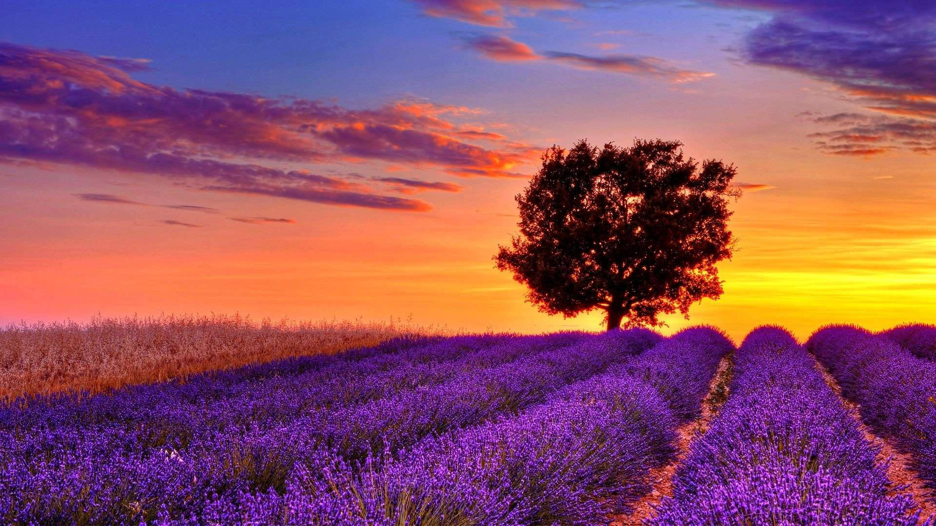 Campo púrpura en pantalla completa HD para escritorio Fondos de pantalla