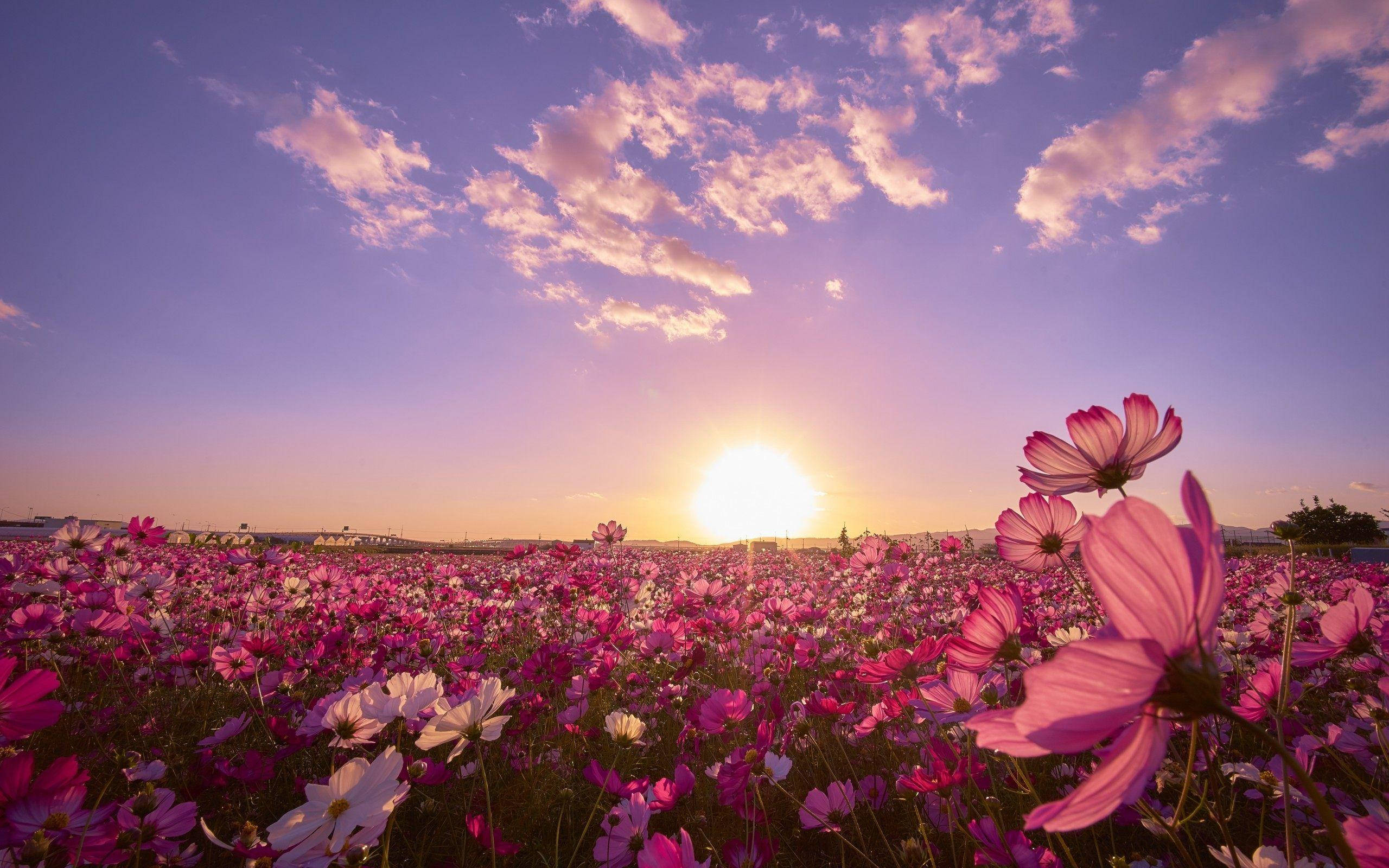 Campo soleado de flores cosmos Fondos de pantalla