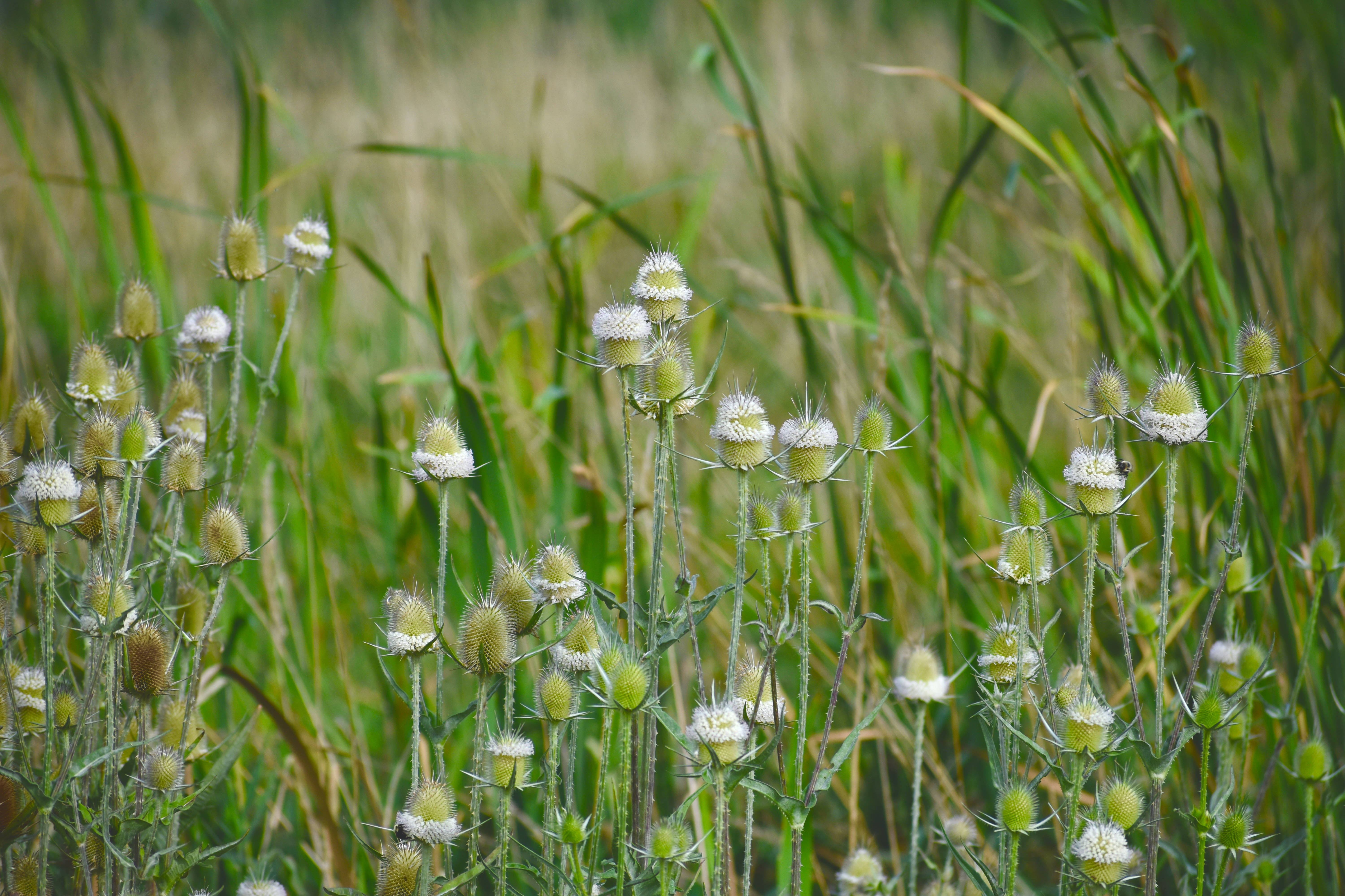 Campos de Diente de León con Bordes Afilados Fondos de pantalla