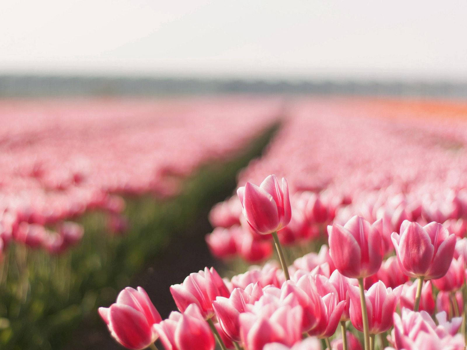 Campos de Tulipanes Rosados y Afilados