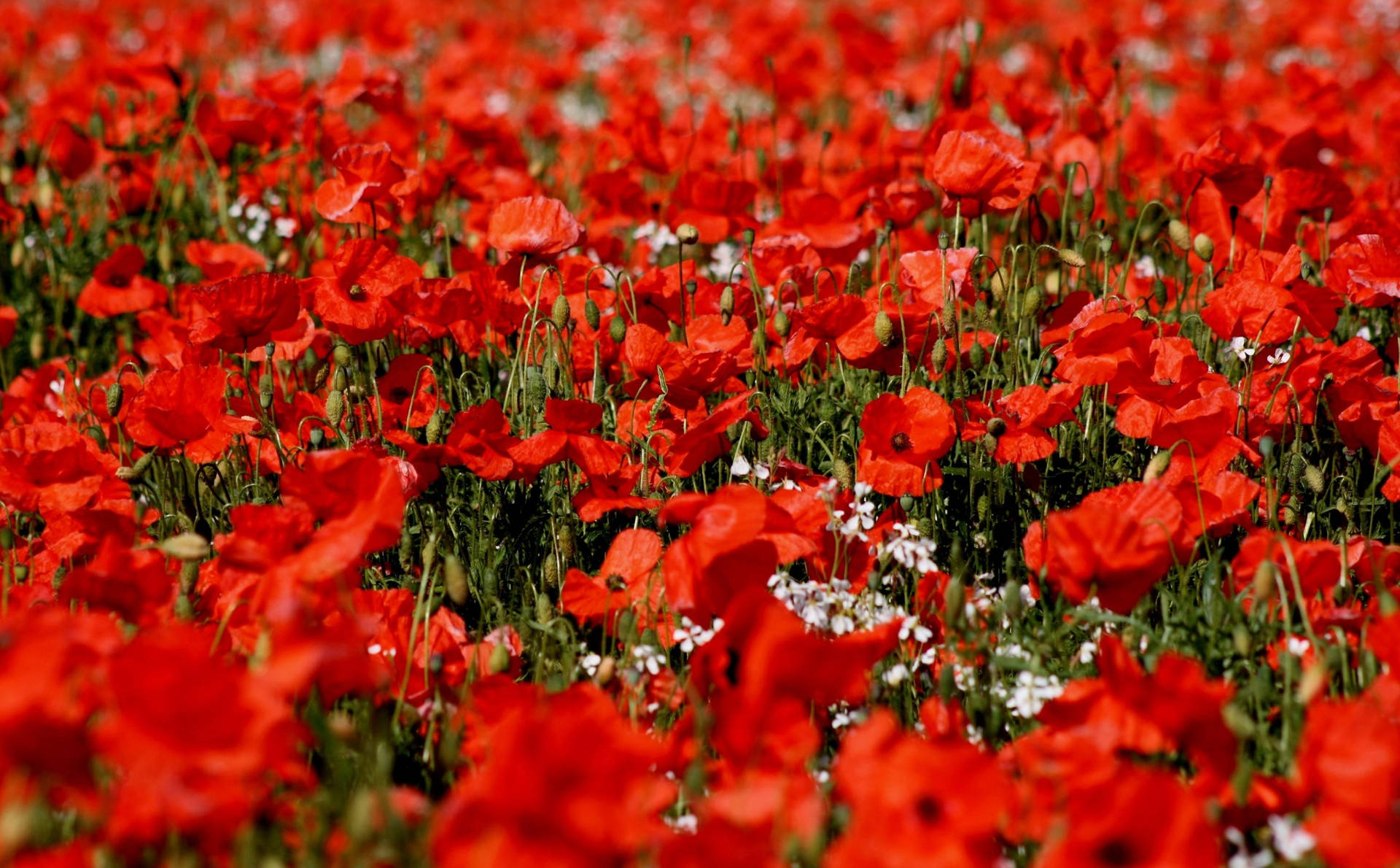 Campos Nítidos de Amapola de Maíz