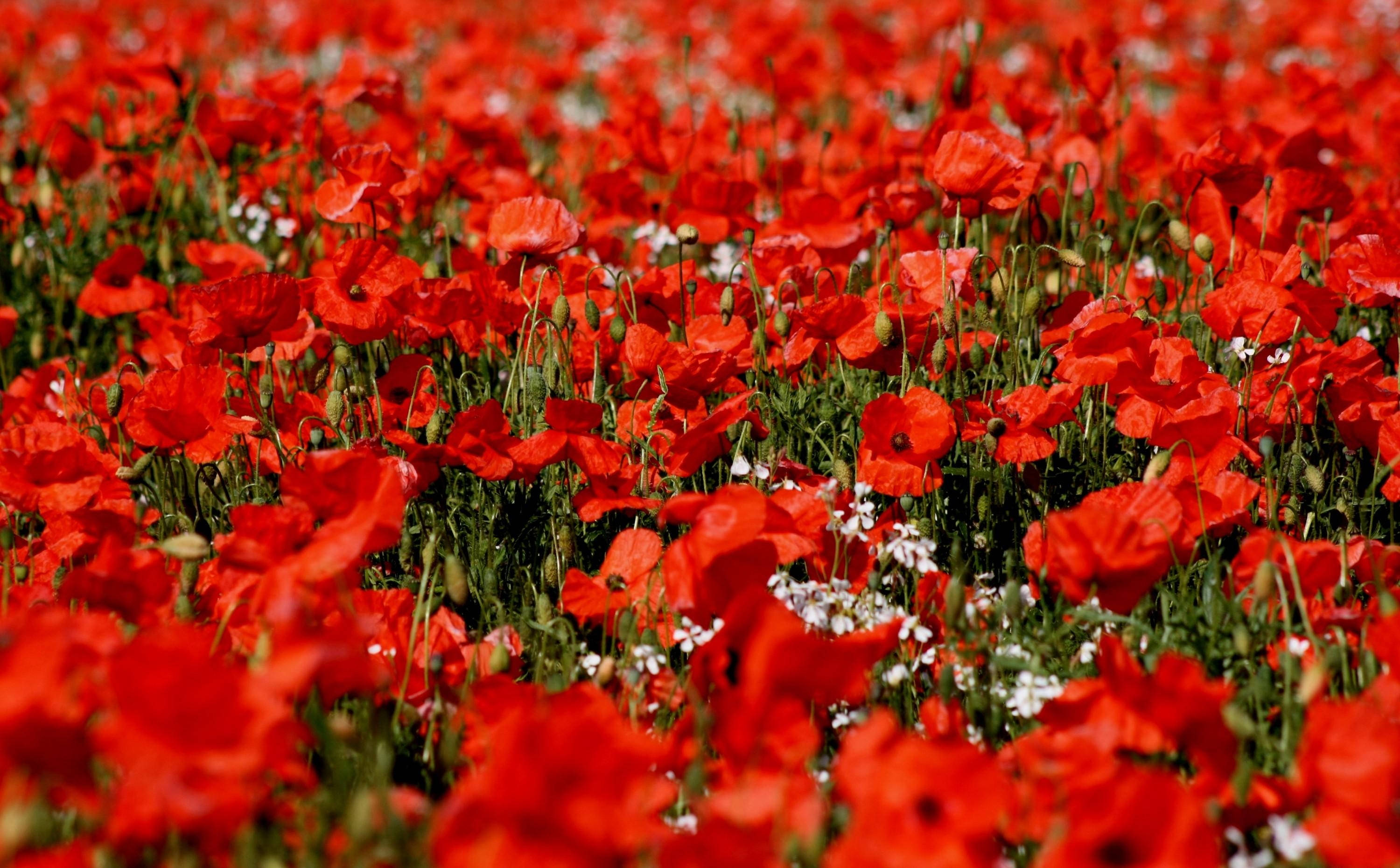 Campos Nítidos de Amapola de Maíz Fondos de pantalla
