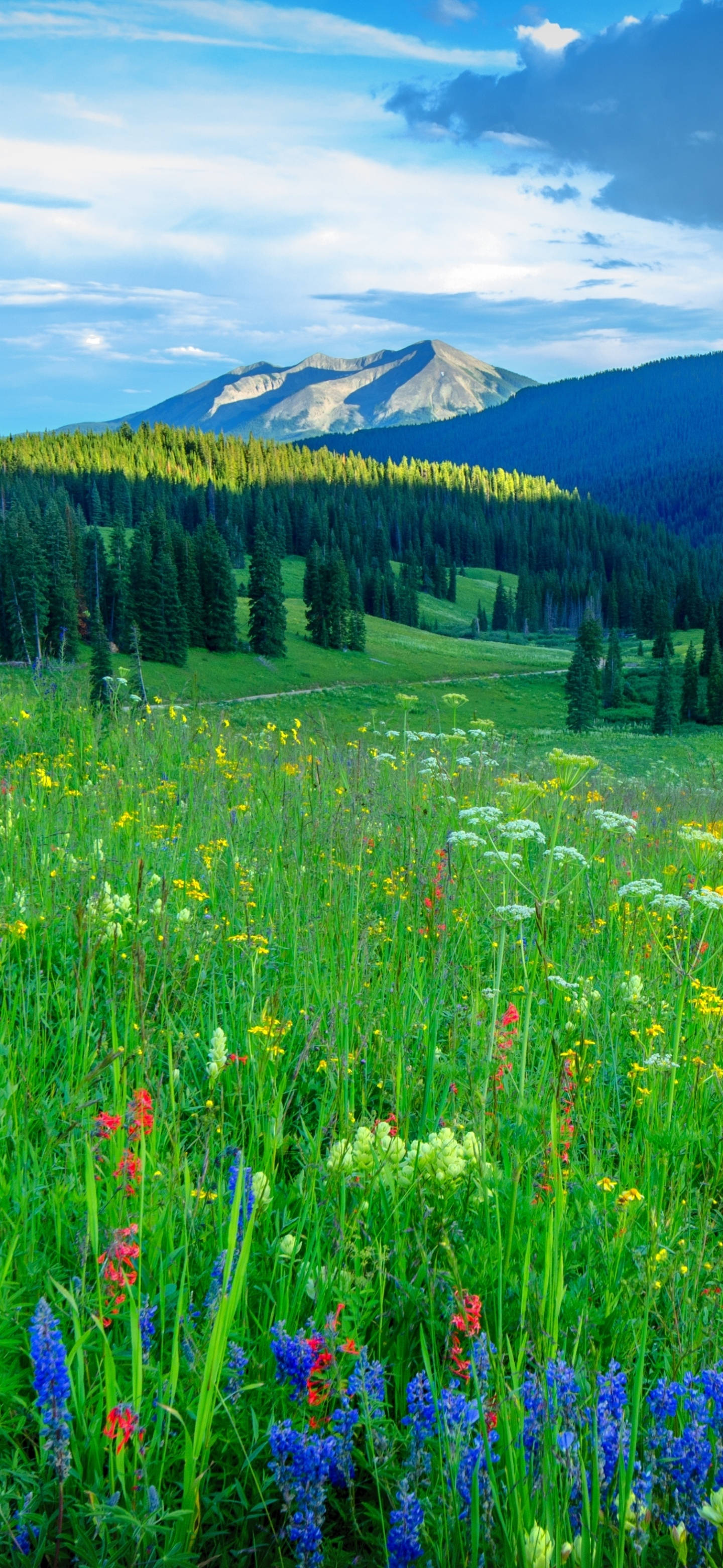 Campos Verdes Naturales para iPhone 13 Pro Fondos de pantalla