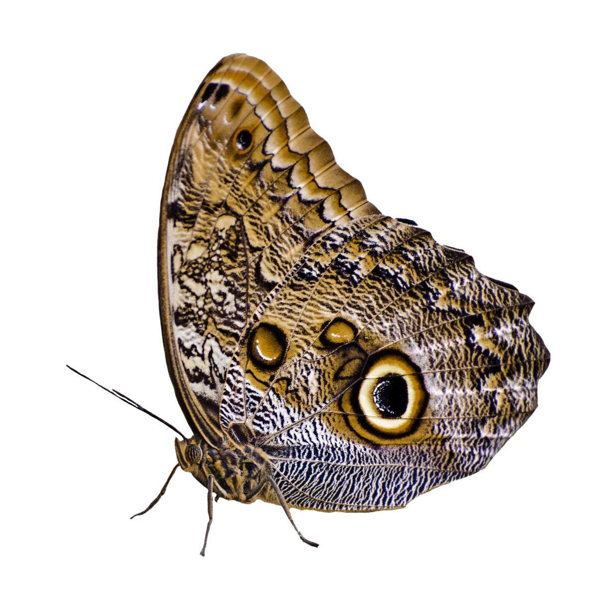 Camuflaje de Mariposa Ojo de Búho Fondos de pantalla