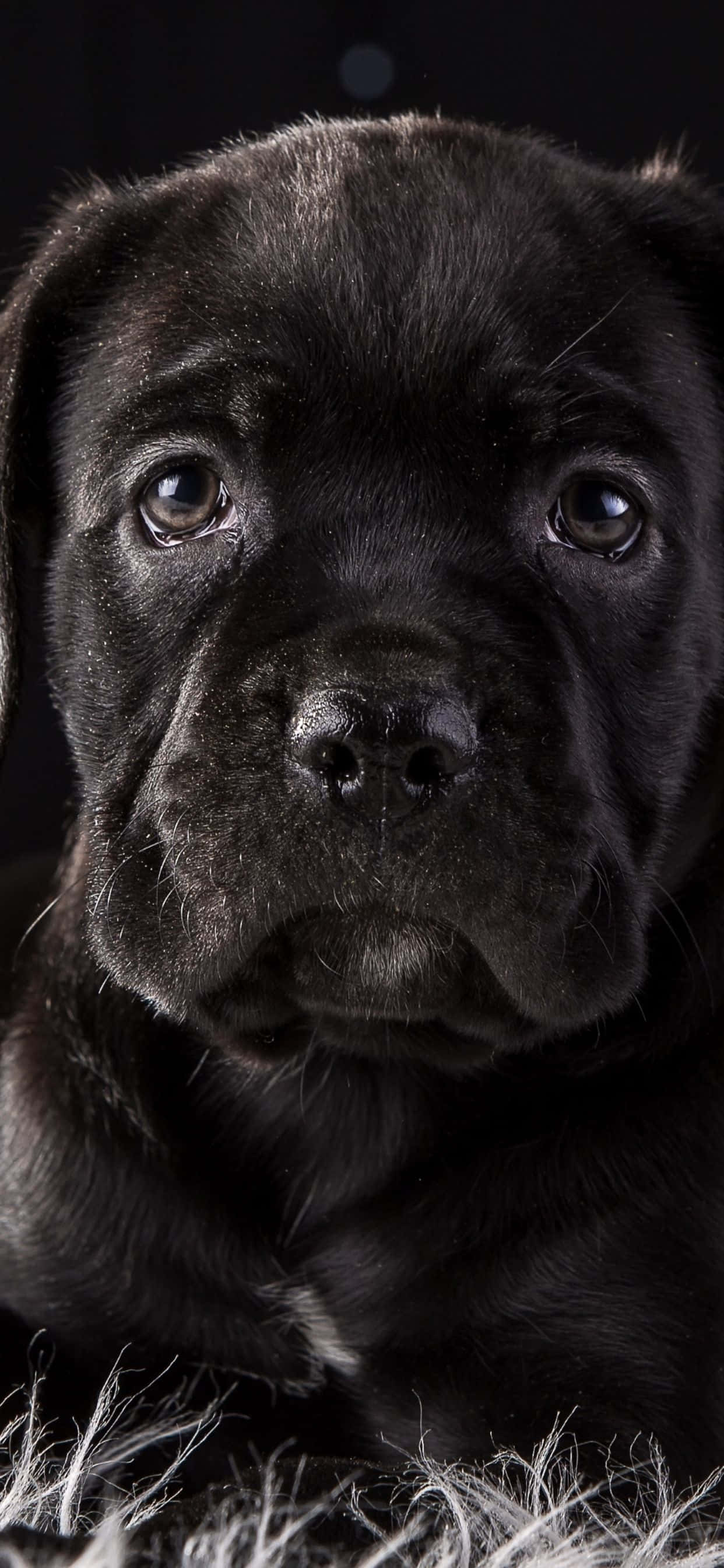 Cane Corso - Una Raza Leal y Cariñosa Fondos de pantalla