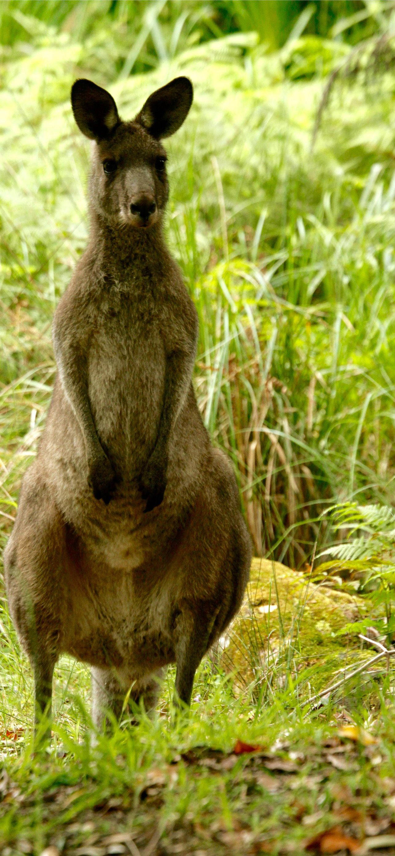 Canguro de Pie Fondos de pantalla
