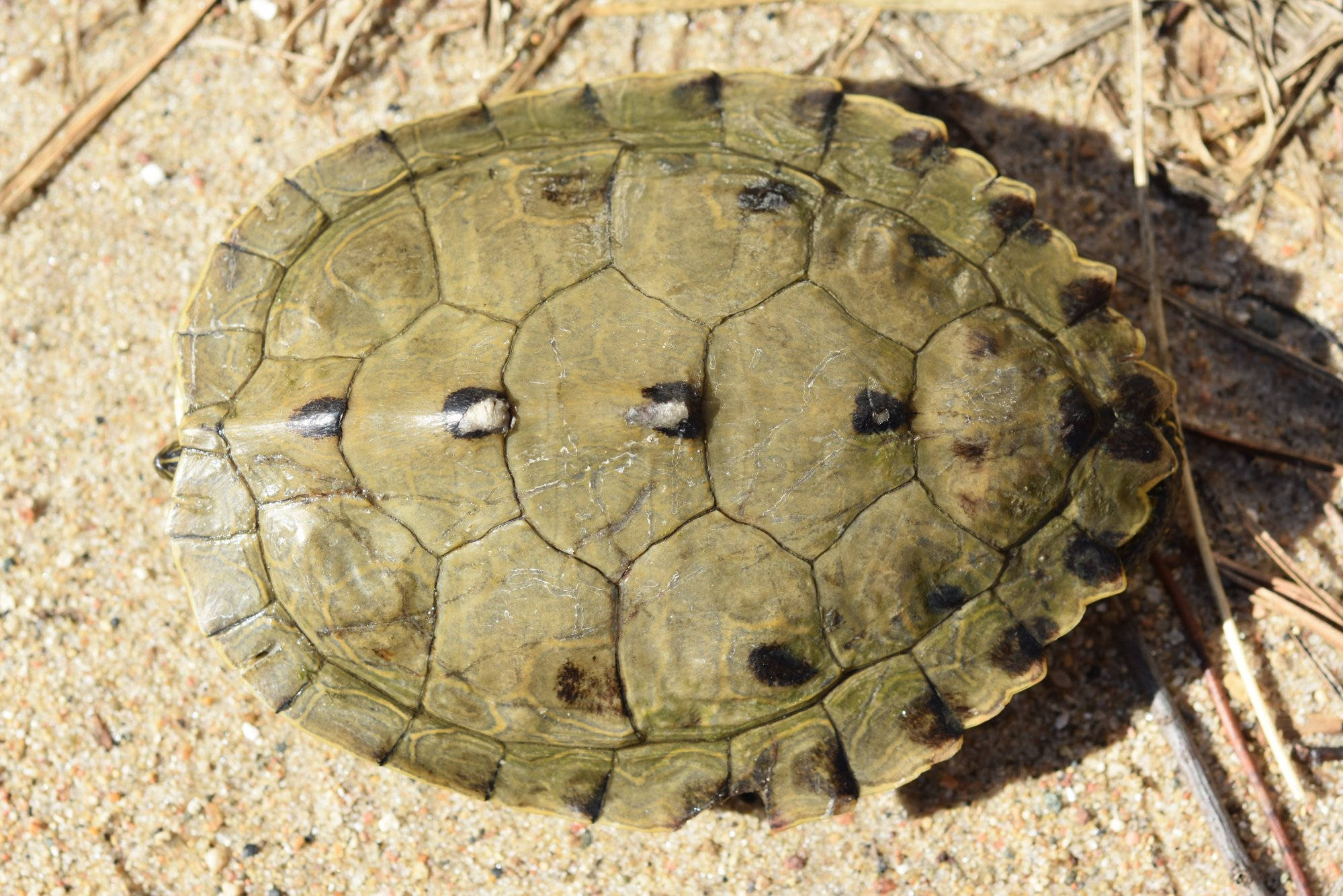 Caparazón de Tortuga Mapa Falsa Macho Adulto Fondos de pantalla