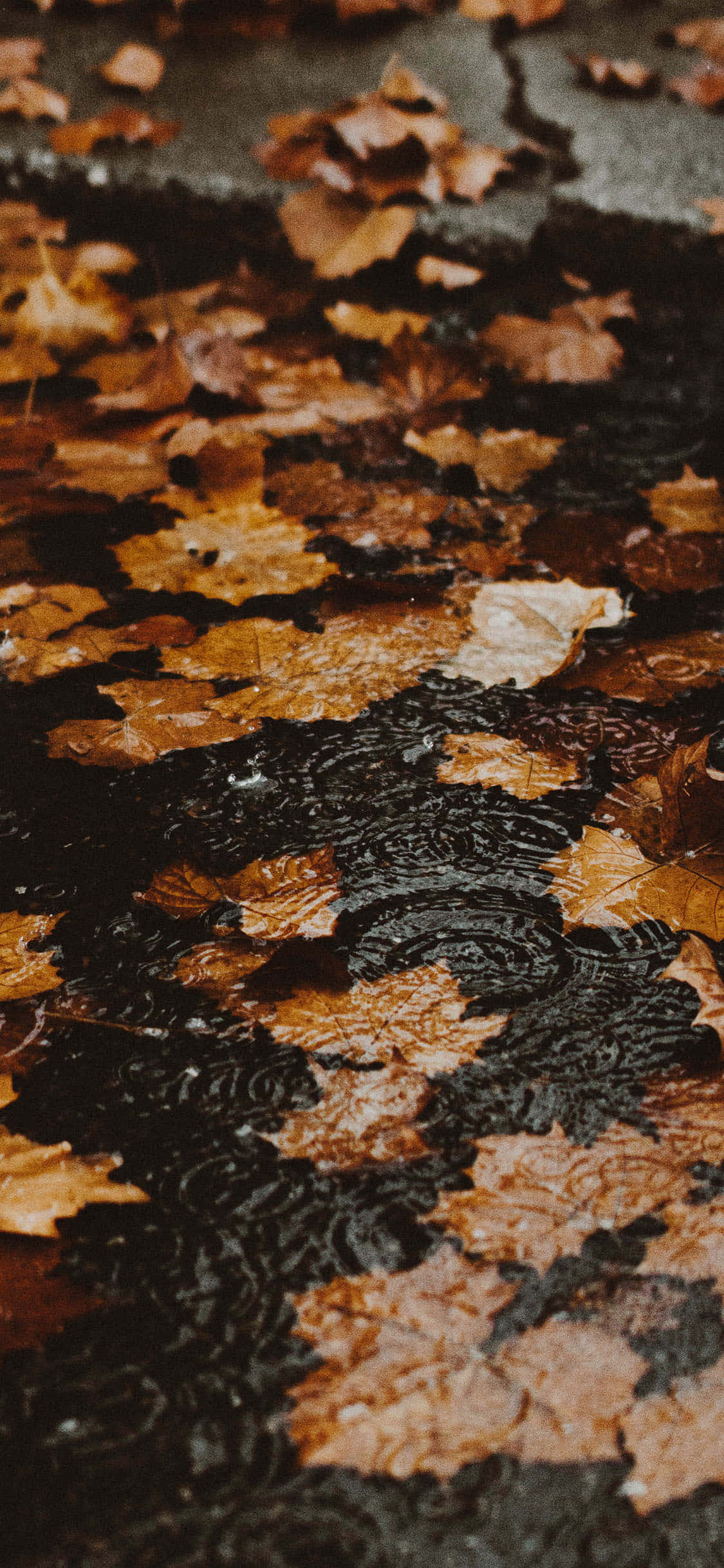 Captura fotos impresionantes con el nuevo iPhone de Otoño Fondos de pantalla