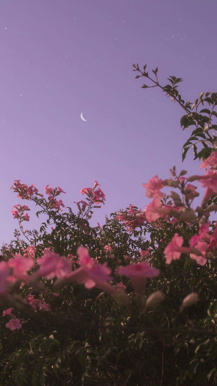 Captura la belleza con estos delicados pétalos de flores Fondos de pantalla