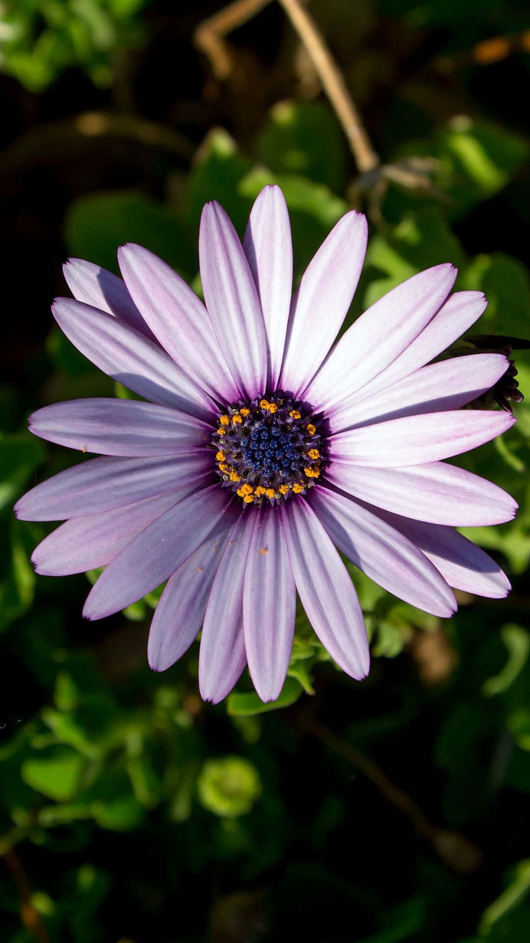 Captura la belleza del mundo con el iPhone Flor Fondos de pantalla