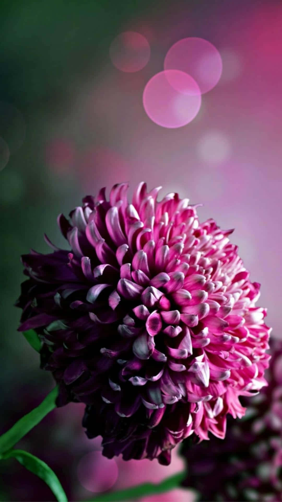 Captura la belleza de la primavera con este impresionante fondo de flores para iPhone. Fondos de pantalla