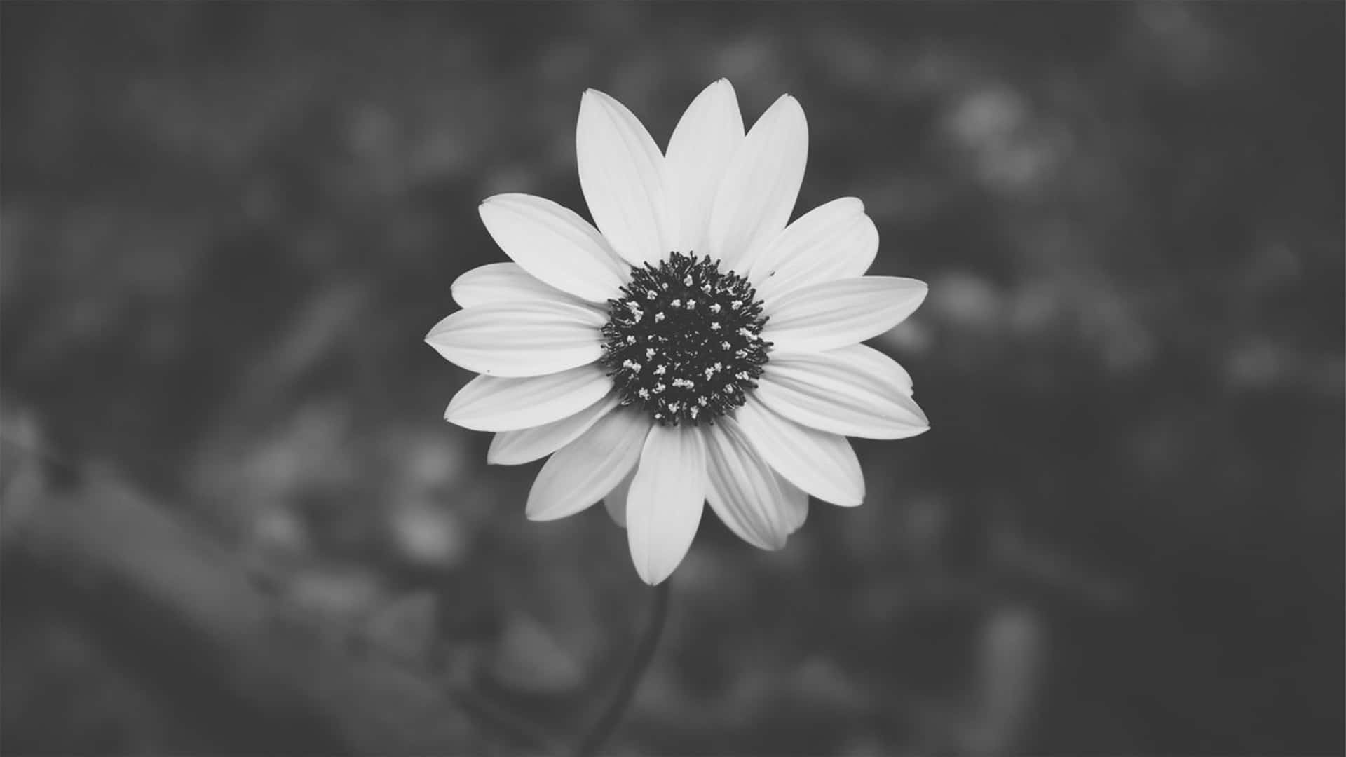 Captura la belleza simple con una estética gris. Fondos de pantalla