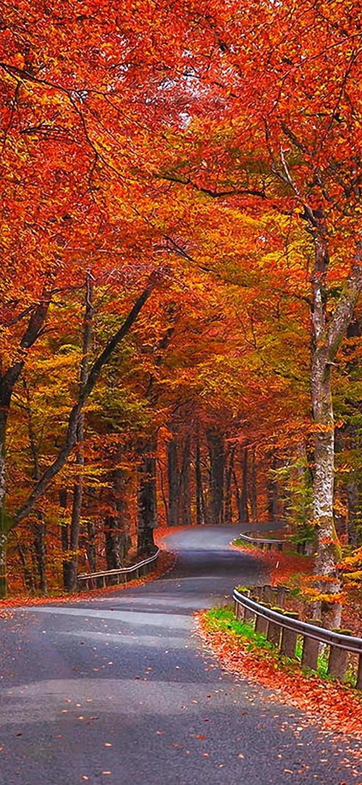 Captura la belleza del otoño con el iPhone Xs Max Fondos de pantalla