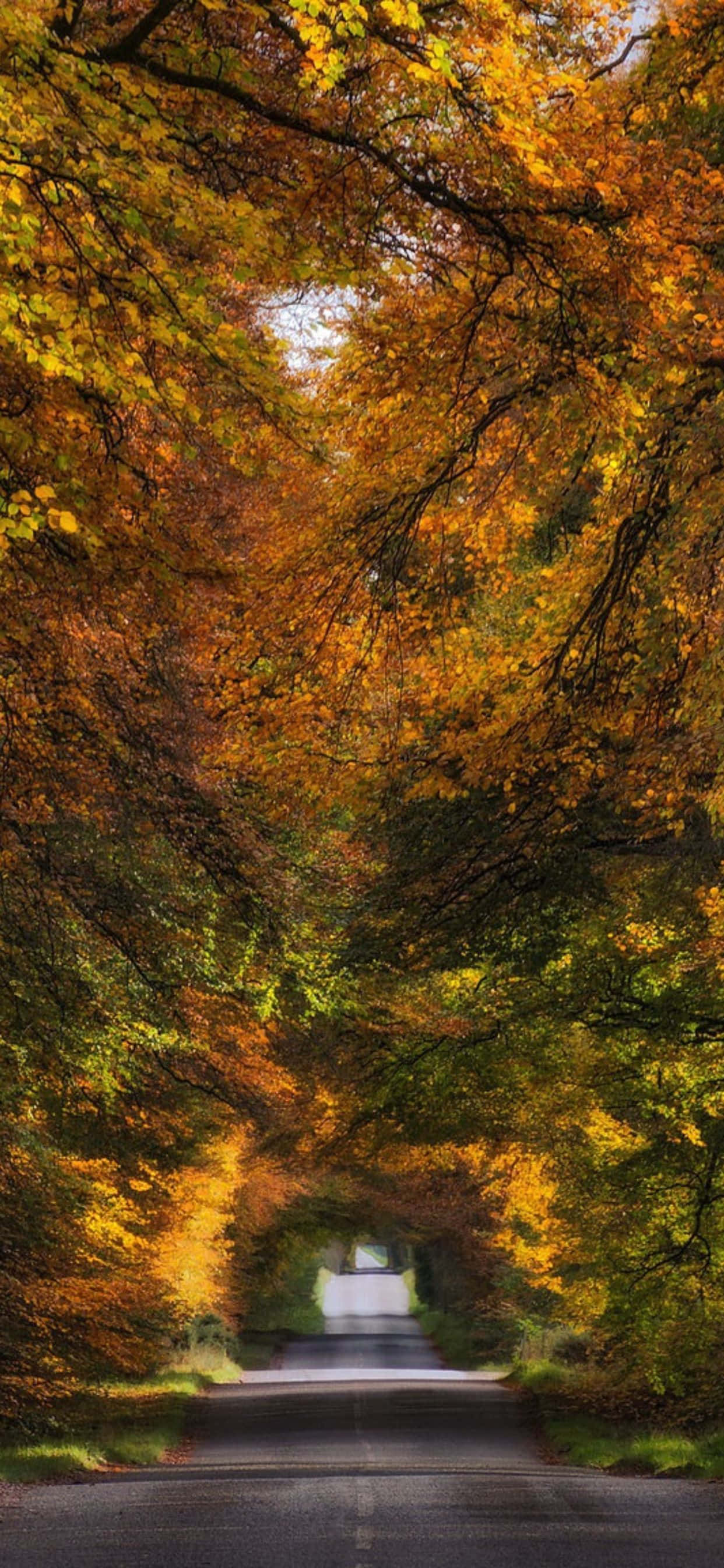 Captura la belleza del otoño con el nuevo iPhone Xs Max Fondos de pantalla