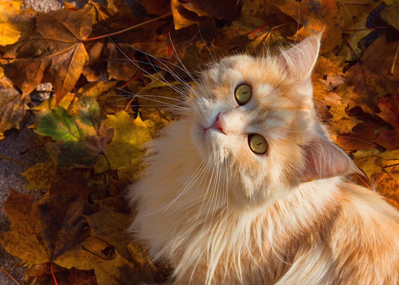 Captura la belleza del otoño Fondos de pantalla