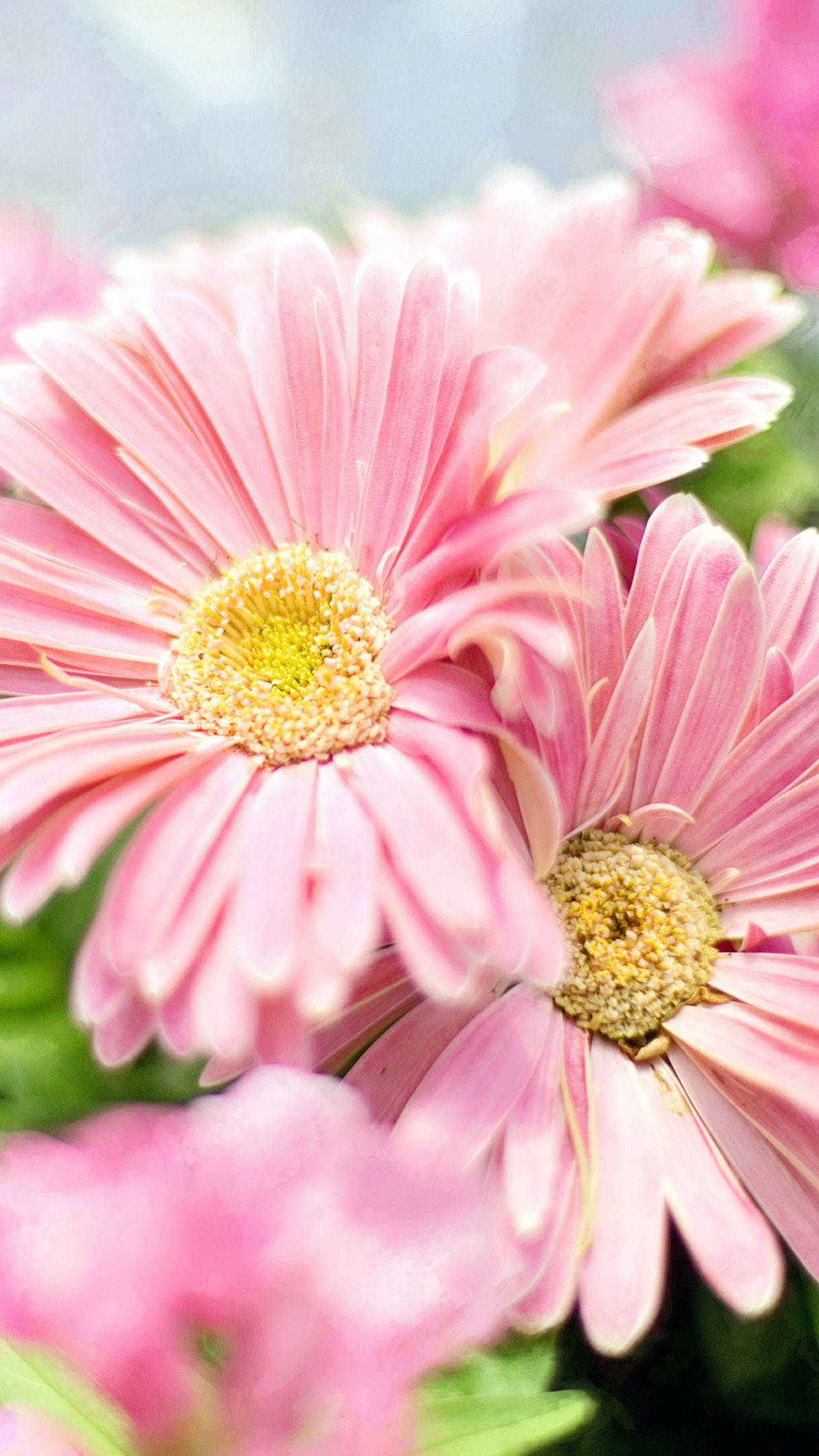 Capullo amarillo en flor rosa para iPhone Fondos de pantalla