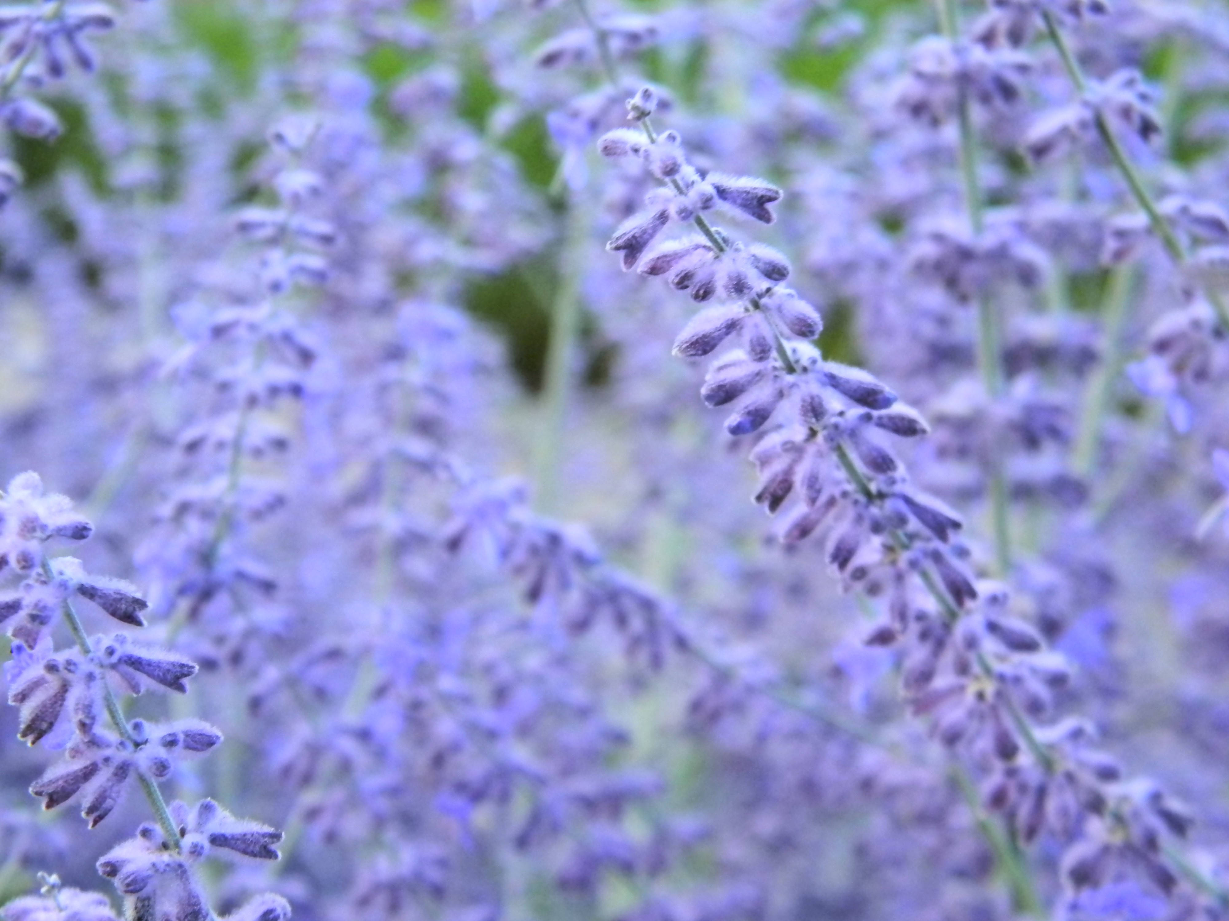 Capullos de Lavanda en Floración Estética Fondos de pantalla