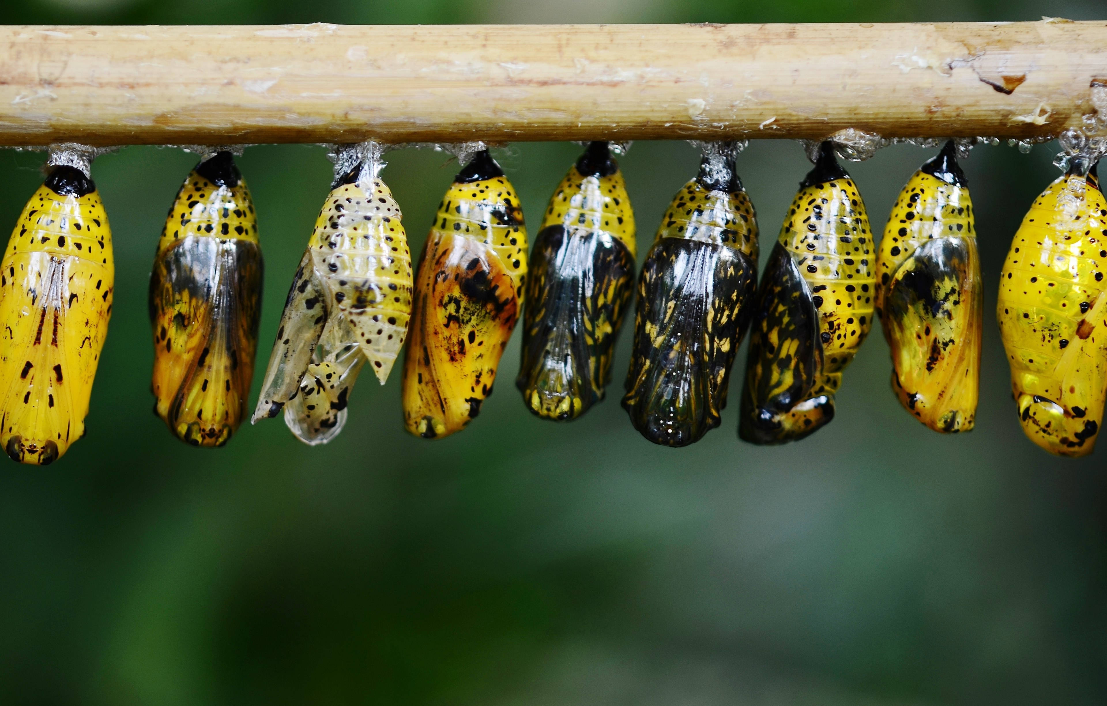Capullos de Mariposa Transparentes Fondos de pantalla