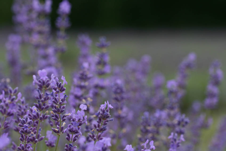 Capullos Violetas de Lavanda Estética Fondos de pantalla