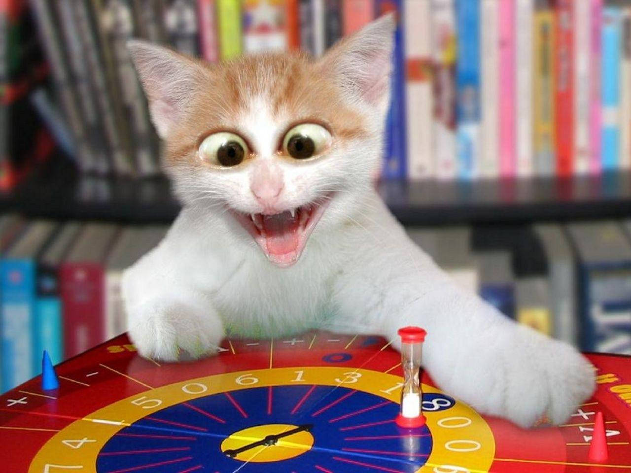 Cara Divertida de Gato Gracioso Fondos de pantalla