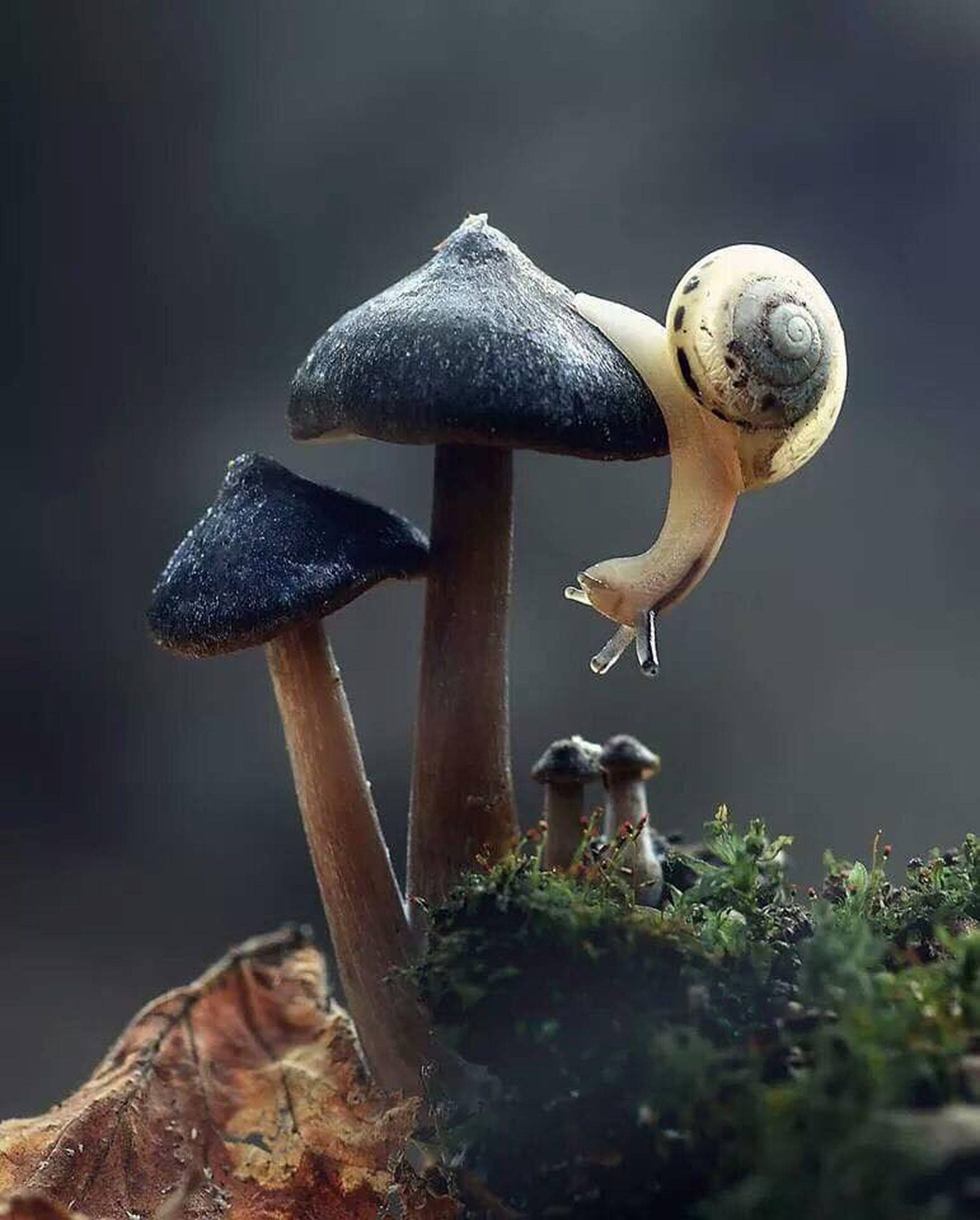 Caracol y Hongo Estético Fondos de pantalla