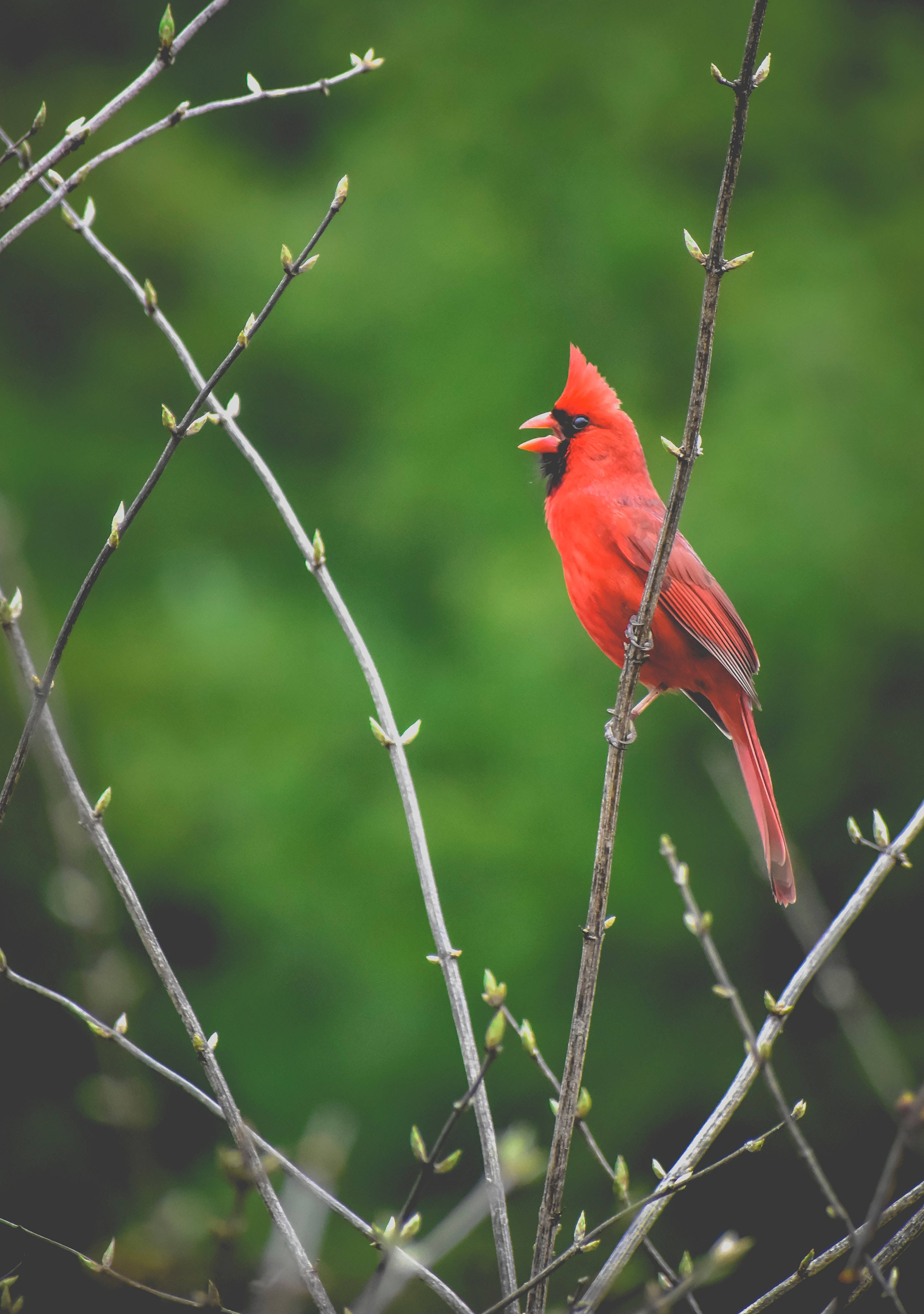 Cardenal Cantando Fondos de pantalla