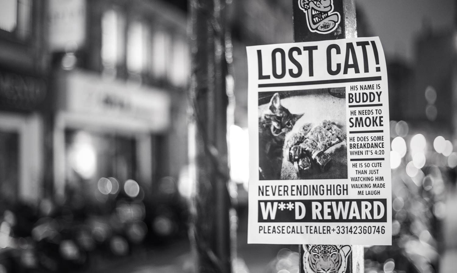 Cartel de gato perdido 420 Fondos de pantalla