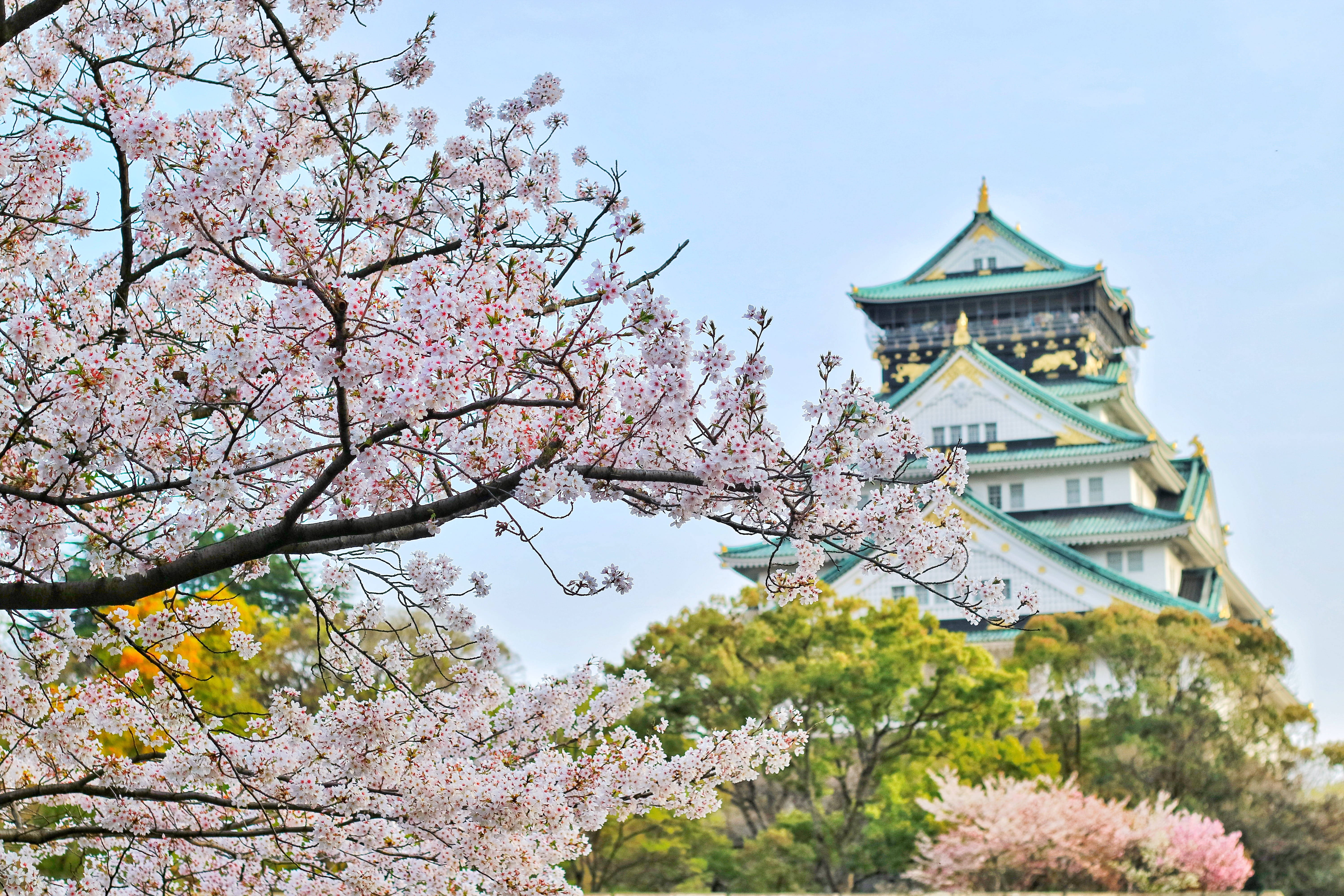 Castillo con Cerezos en Flor 4K Japón Fondos de pantalla