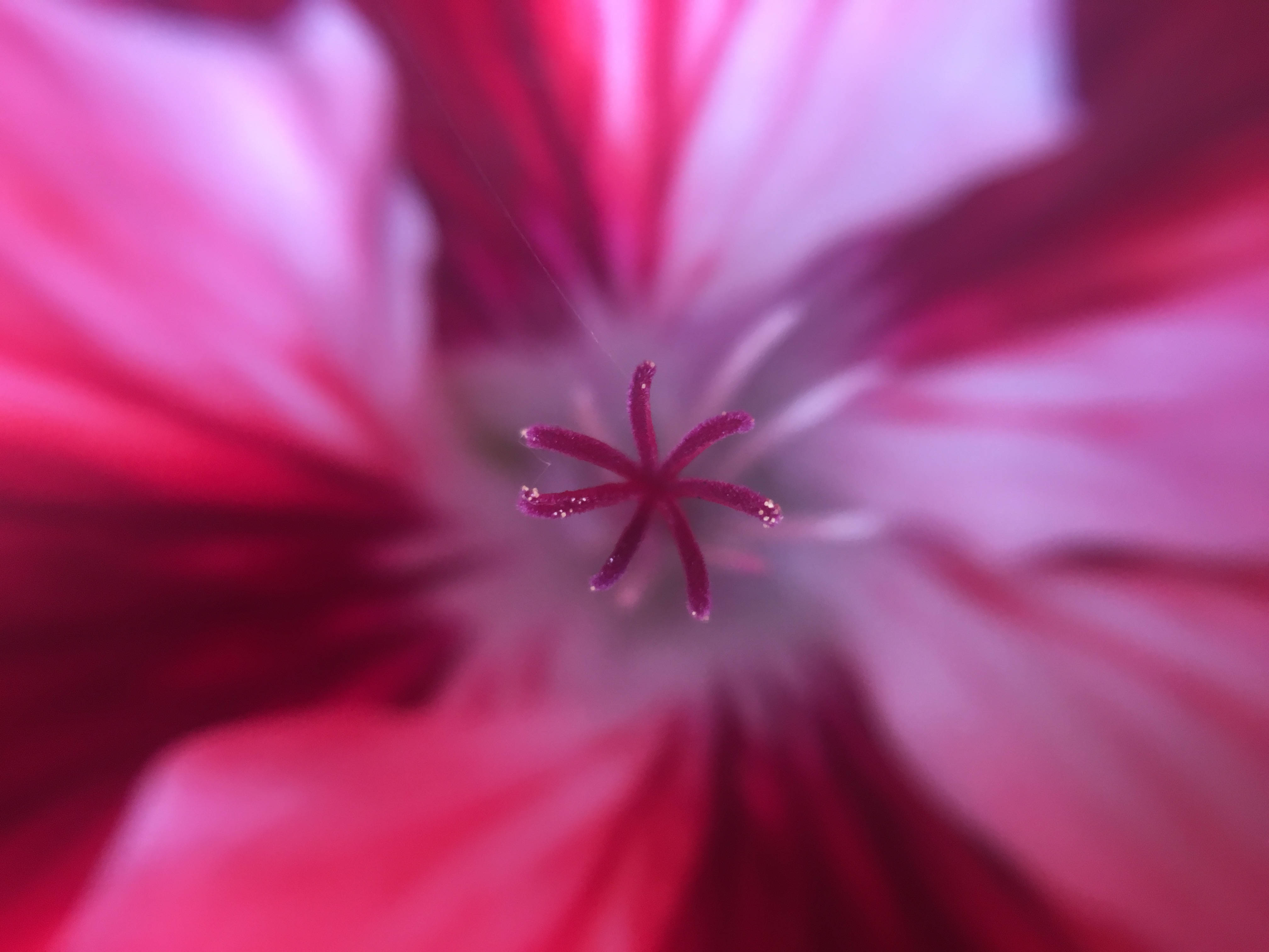 Cautivadora exhibición floral en un iPhone Fondos de pantalla