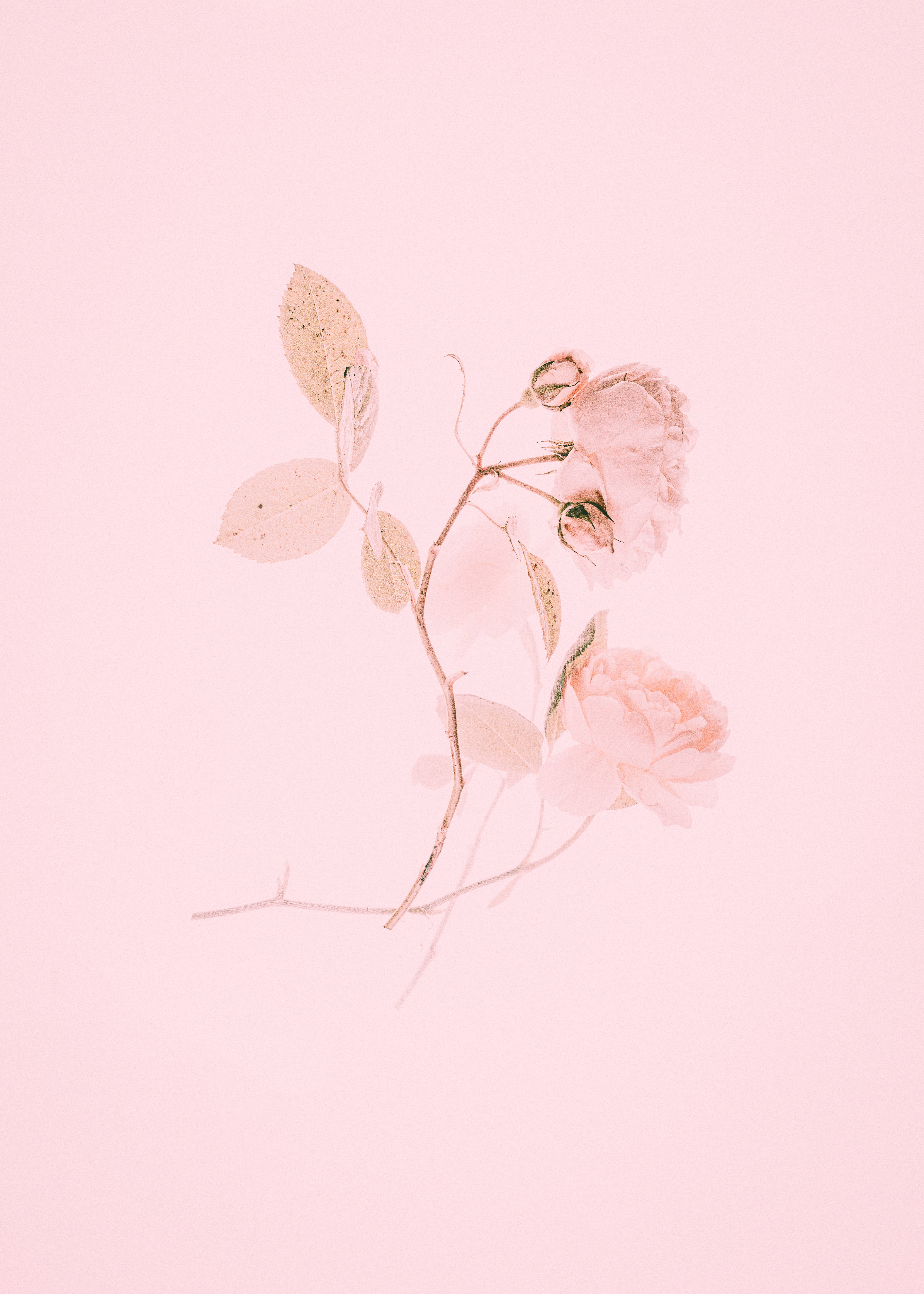 Cautivadores tulipanes rosados en flor Fondos de pantalla