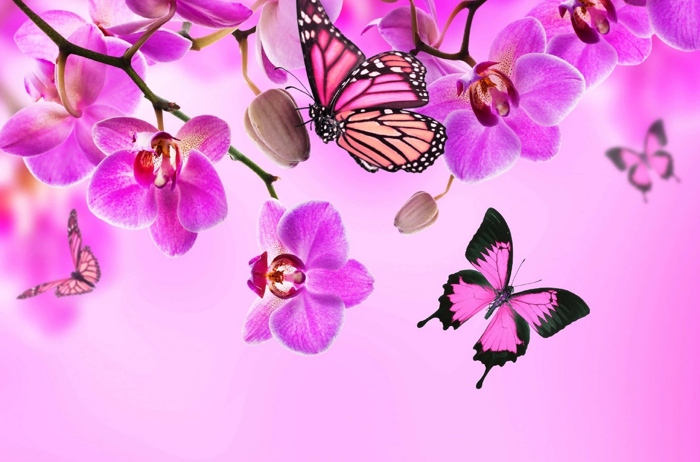 Celebra la belleza de la naturaleza con este hermoso fondo de mariposa Fondos de pantalla
