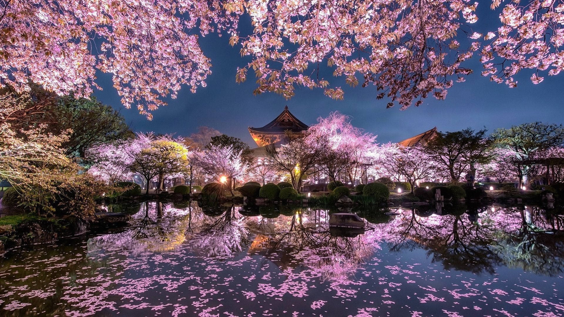 Celebra la belleza de los cerezos en flor de Japón Fondos de pantalla