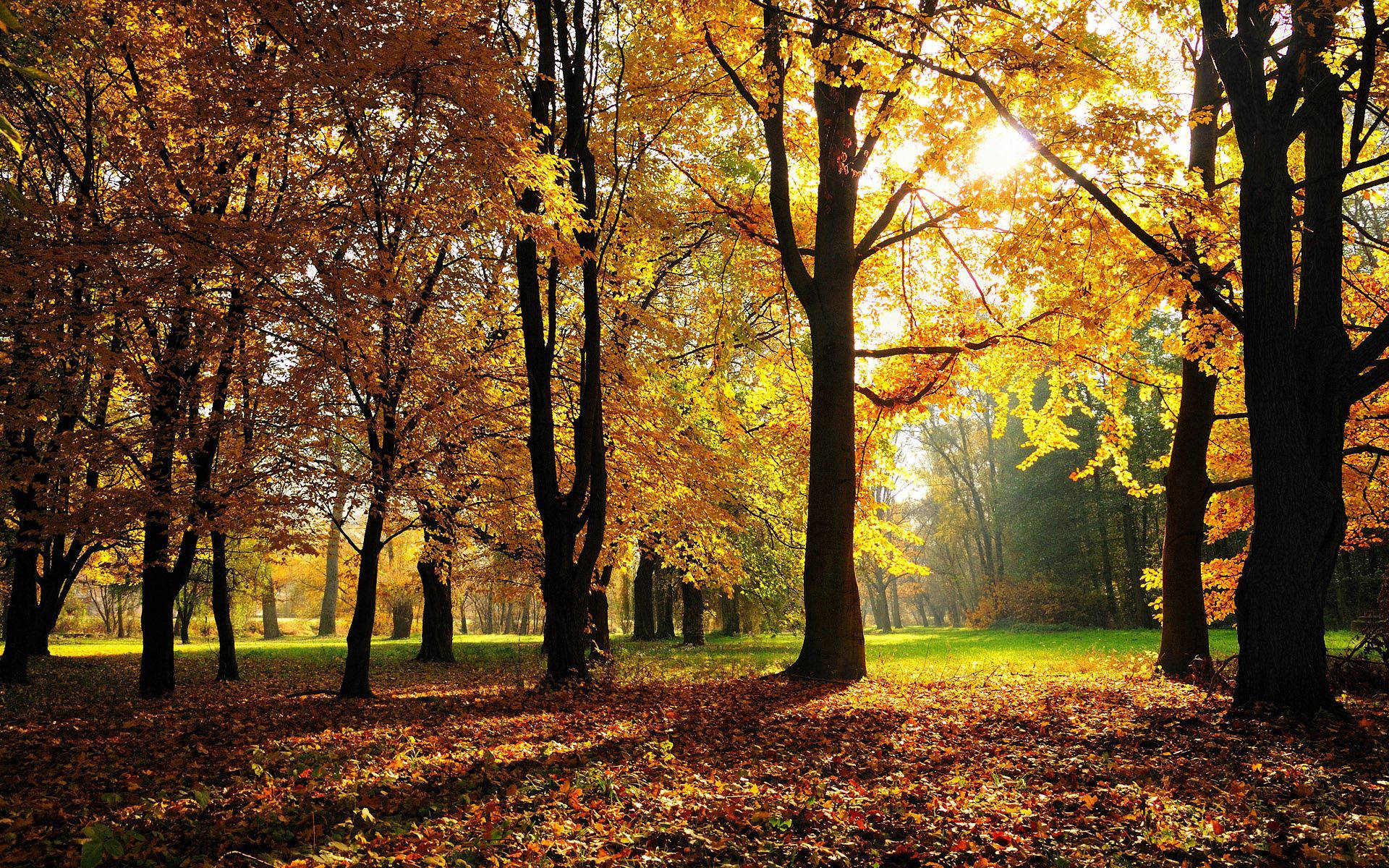 Celebra la belleza del otoño con un paseo por un bosque sombreado de nogales Fondos de pantalla