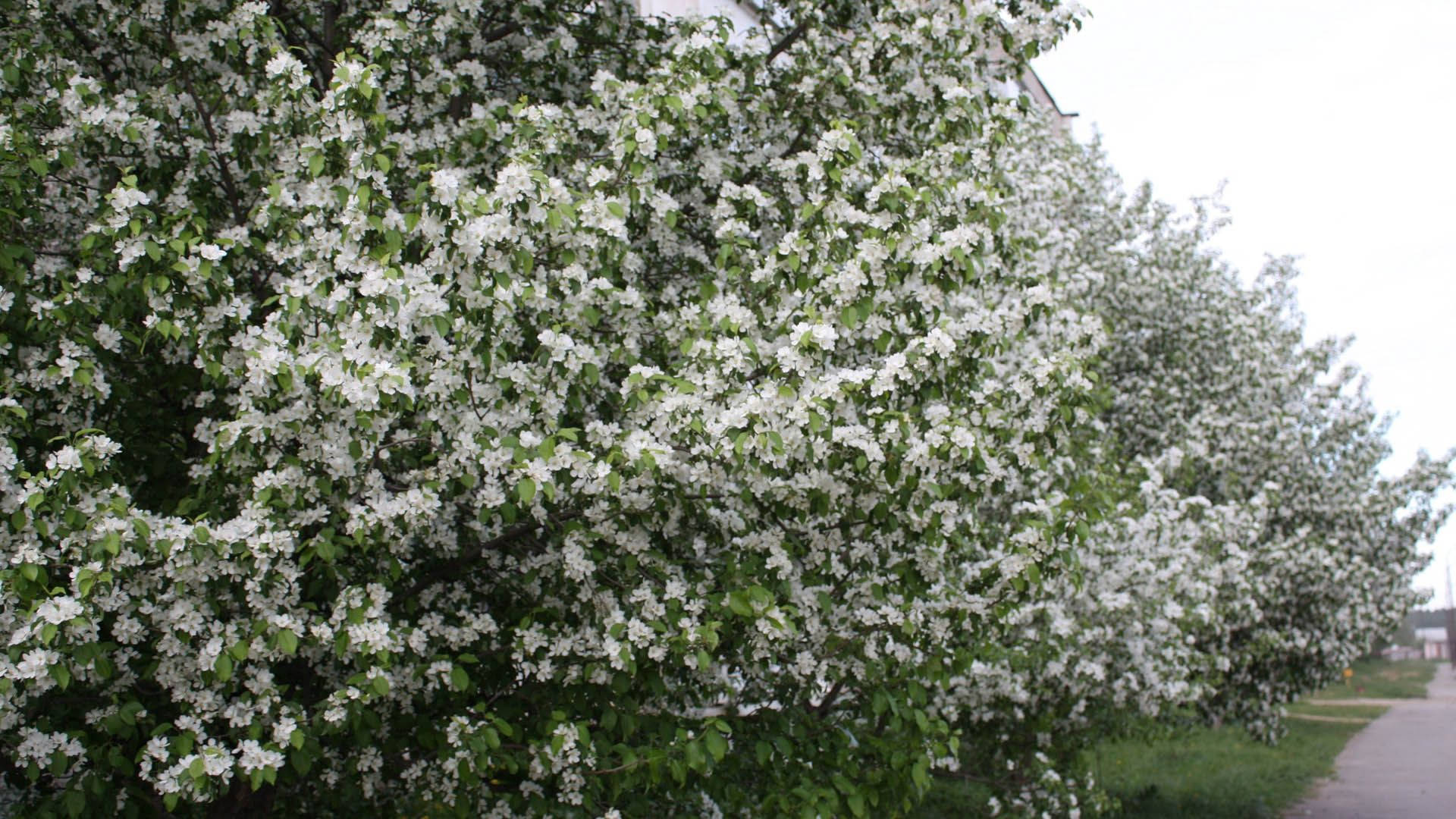 Celebra la llegada de la Primavera con flores de árboles en flor Fondos de pantalla