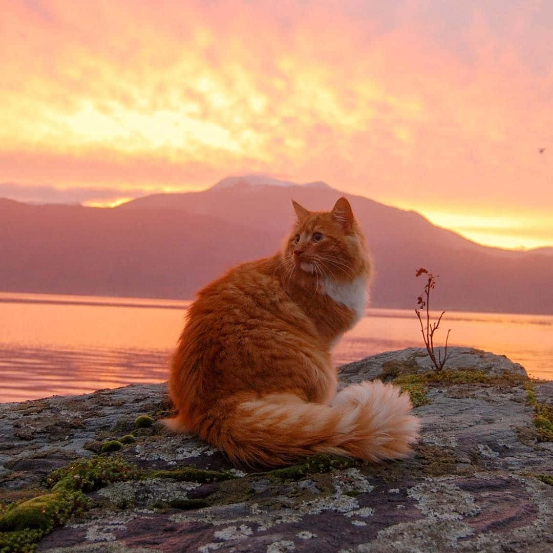 Celebrando la ternura felina, este Gato Estético está listo para el verano Fondos de pantalla