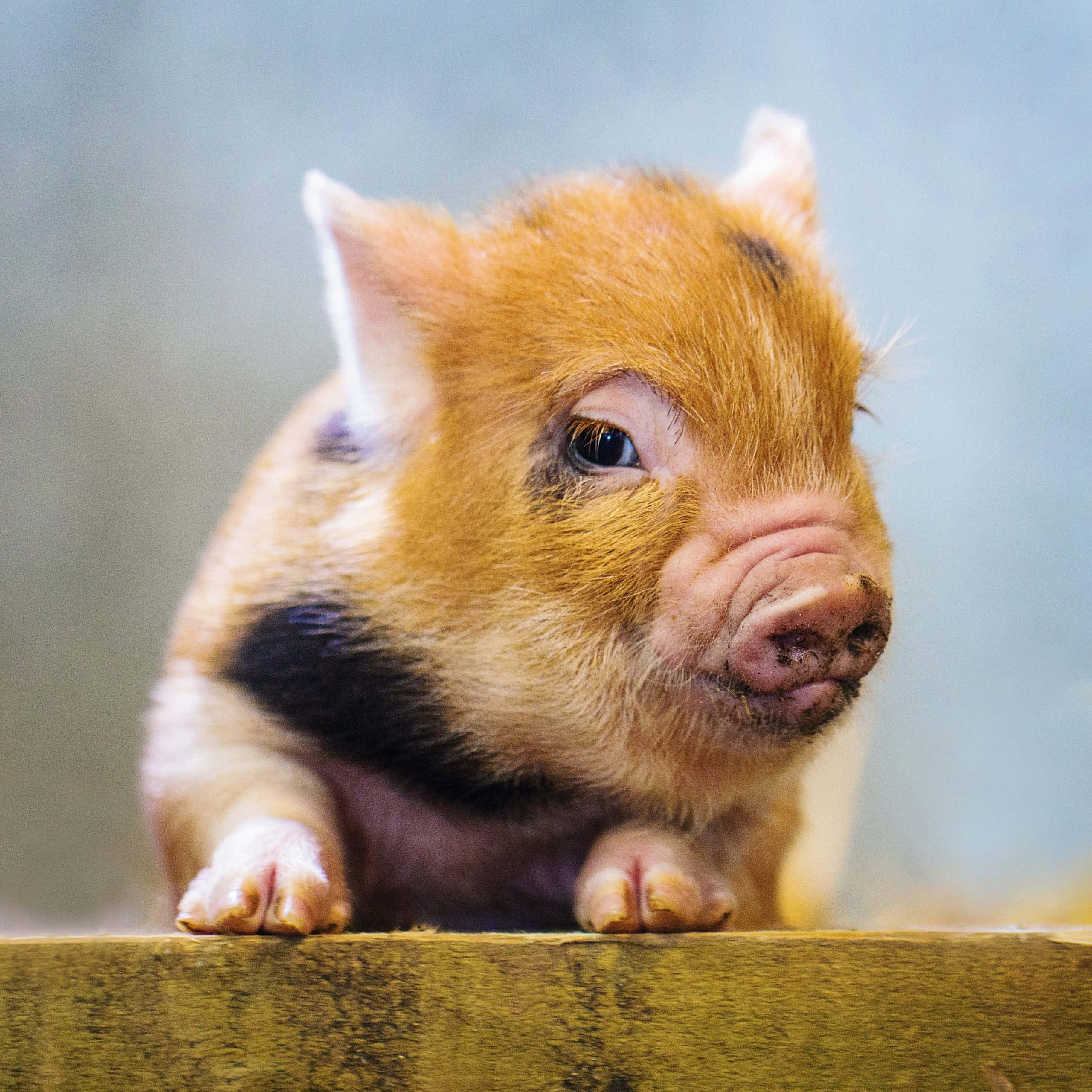 Cerdito adorable disfrutando de días soleados de otoño Fondos de pantalla