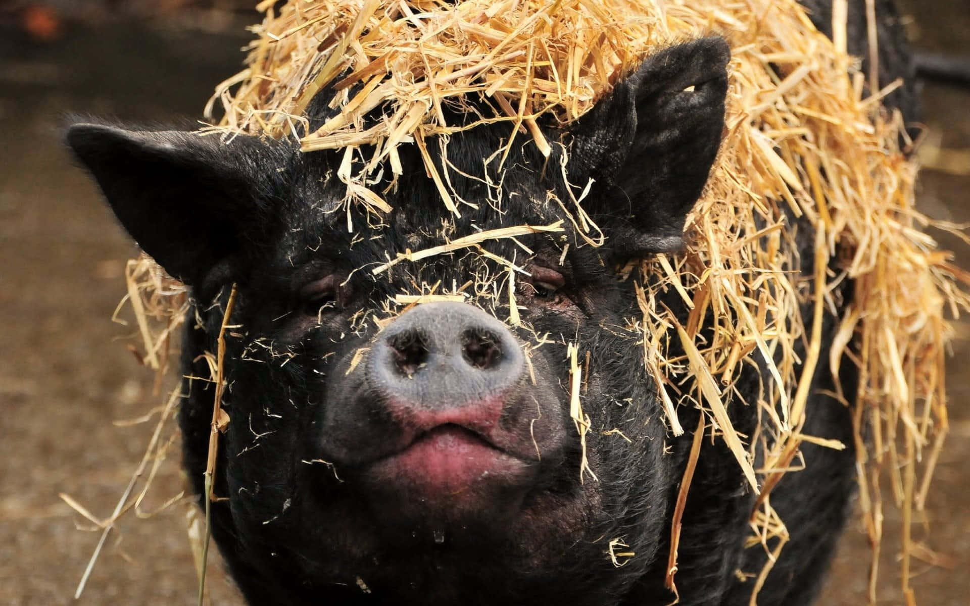 Cerdito adorable en el campo Fondos de pantalla