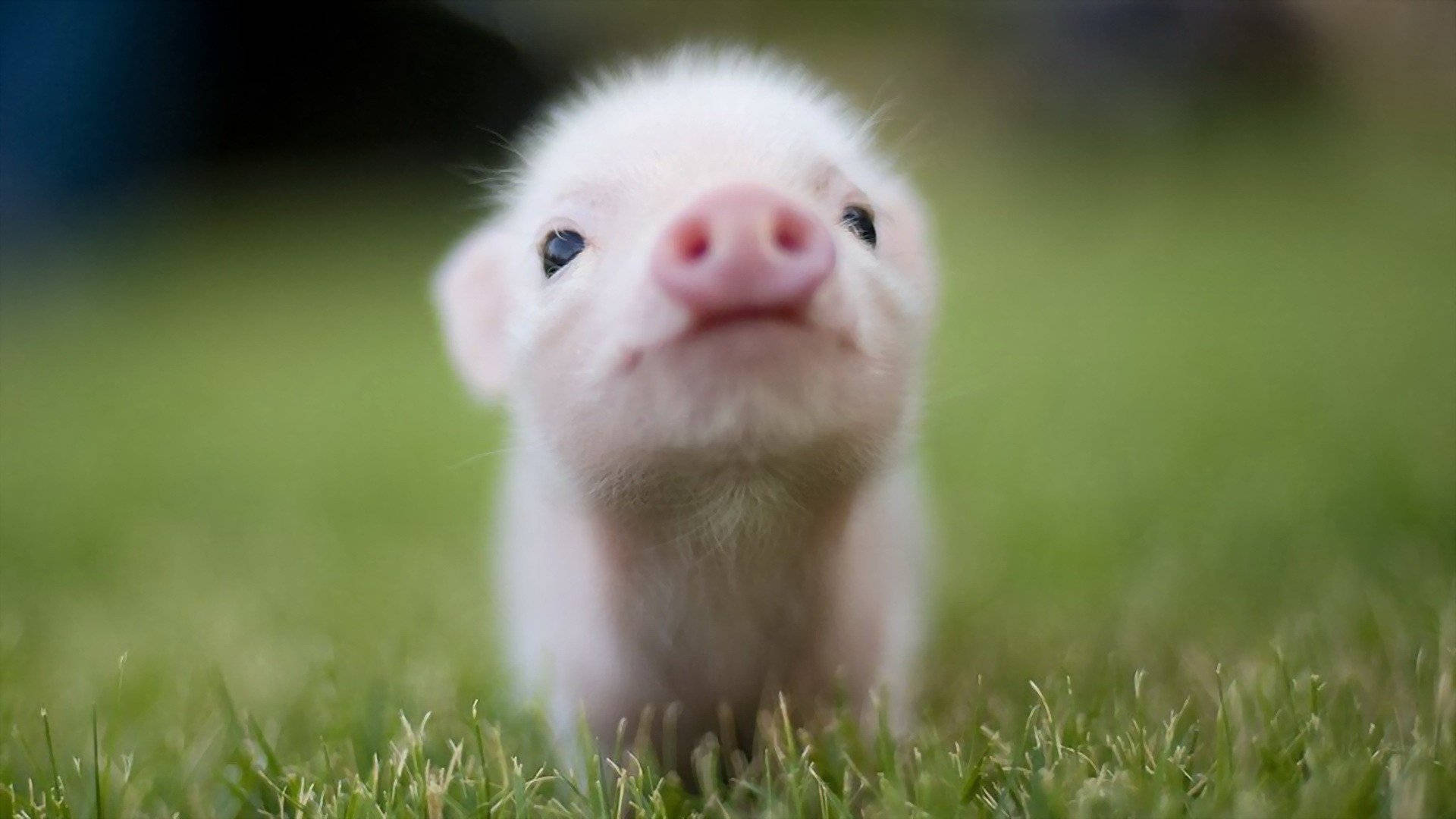 Cerdito Diminuto y Lindo Fondos de pantalla