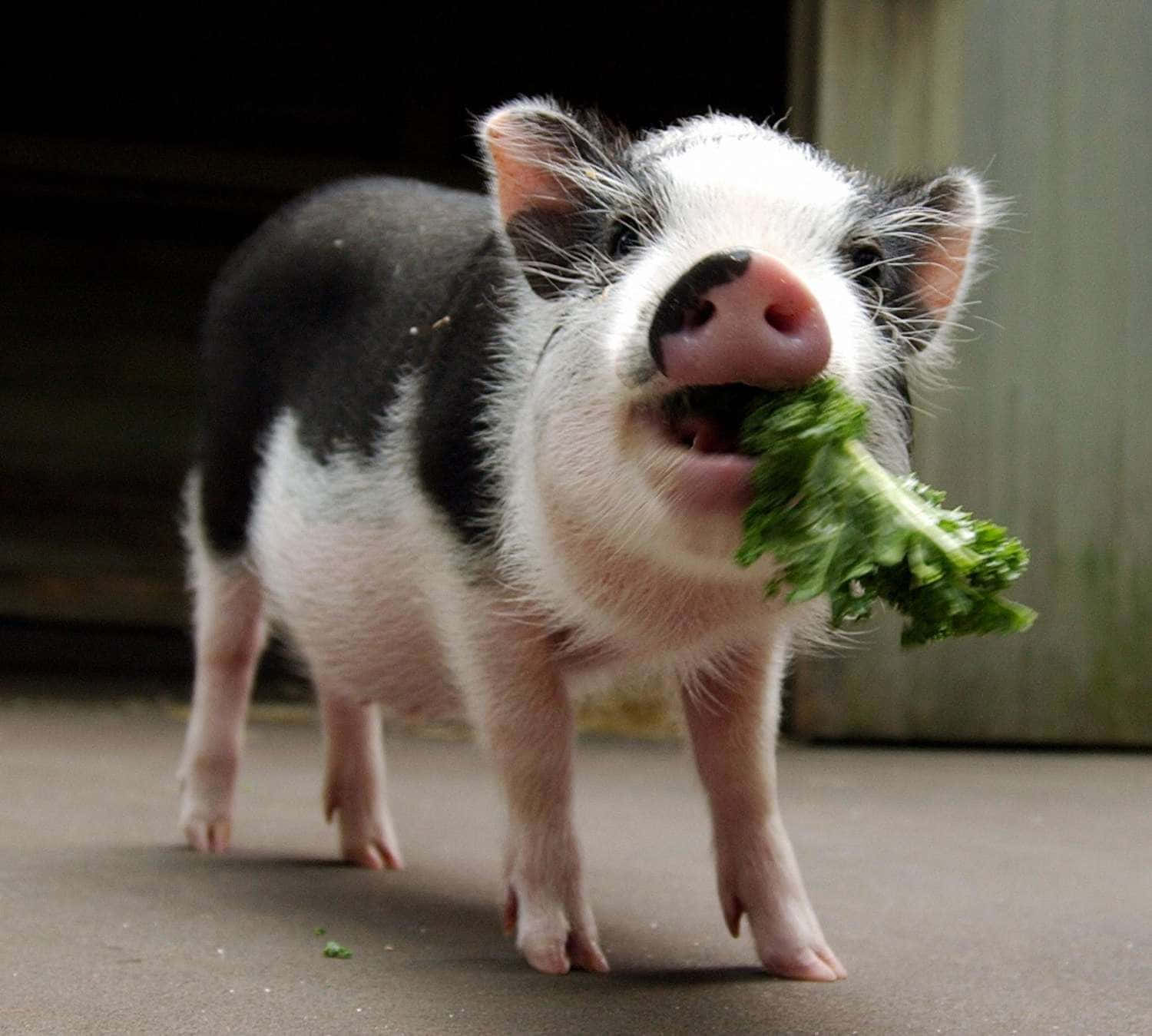 Cerdito Dulce Tomando una Siesta Fondos de pantalla