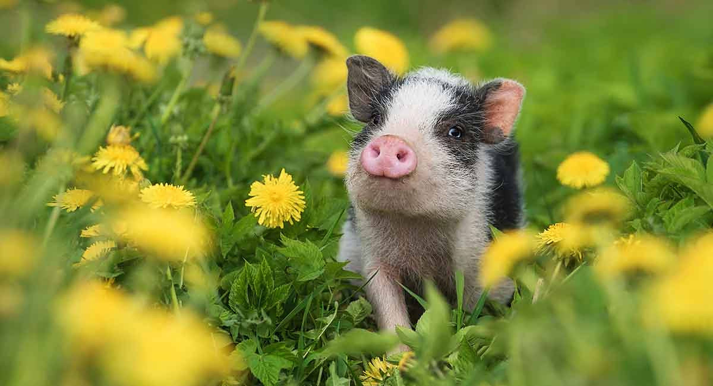 Cerdito Lindo en Campo de Flores Fondos de pantalla